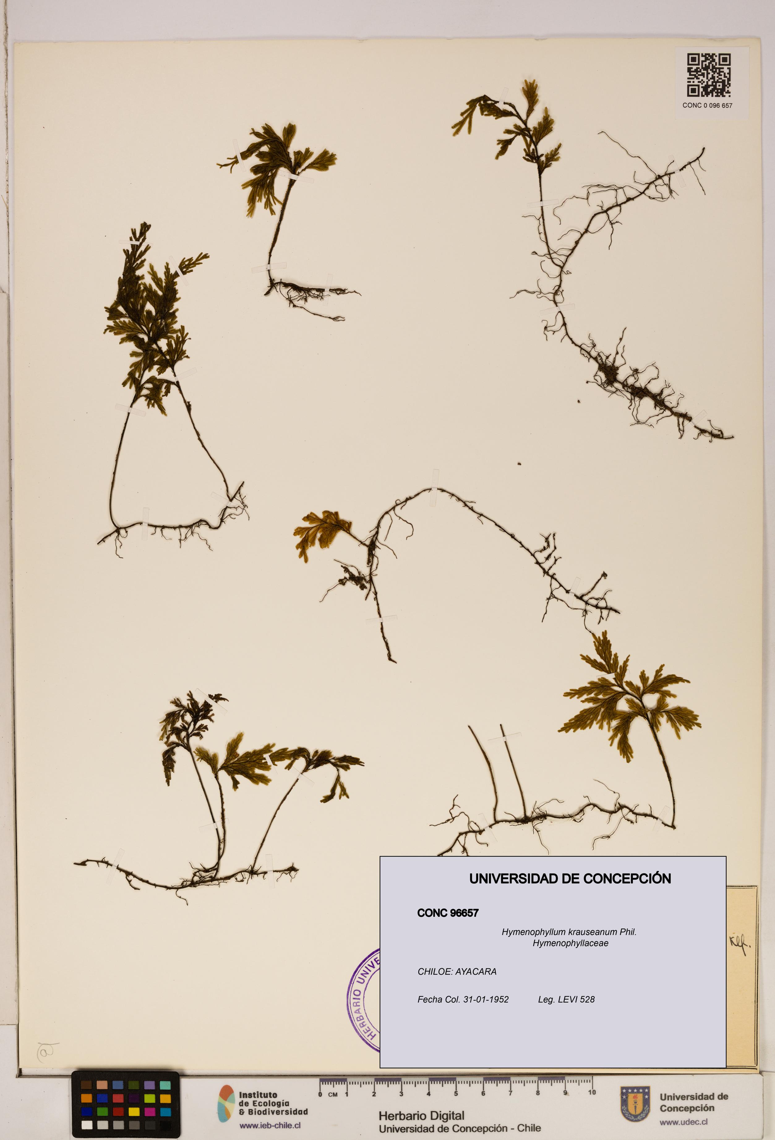 Hymenophyllum krauseanum [Espécimen: ]