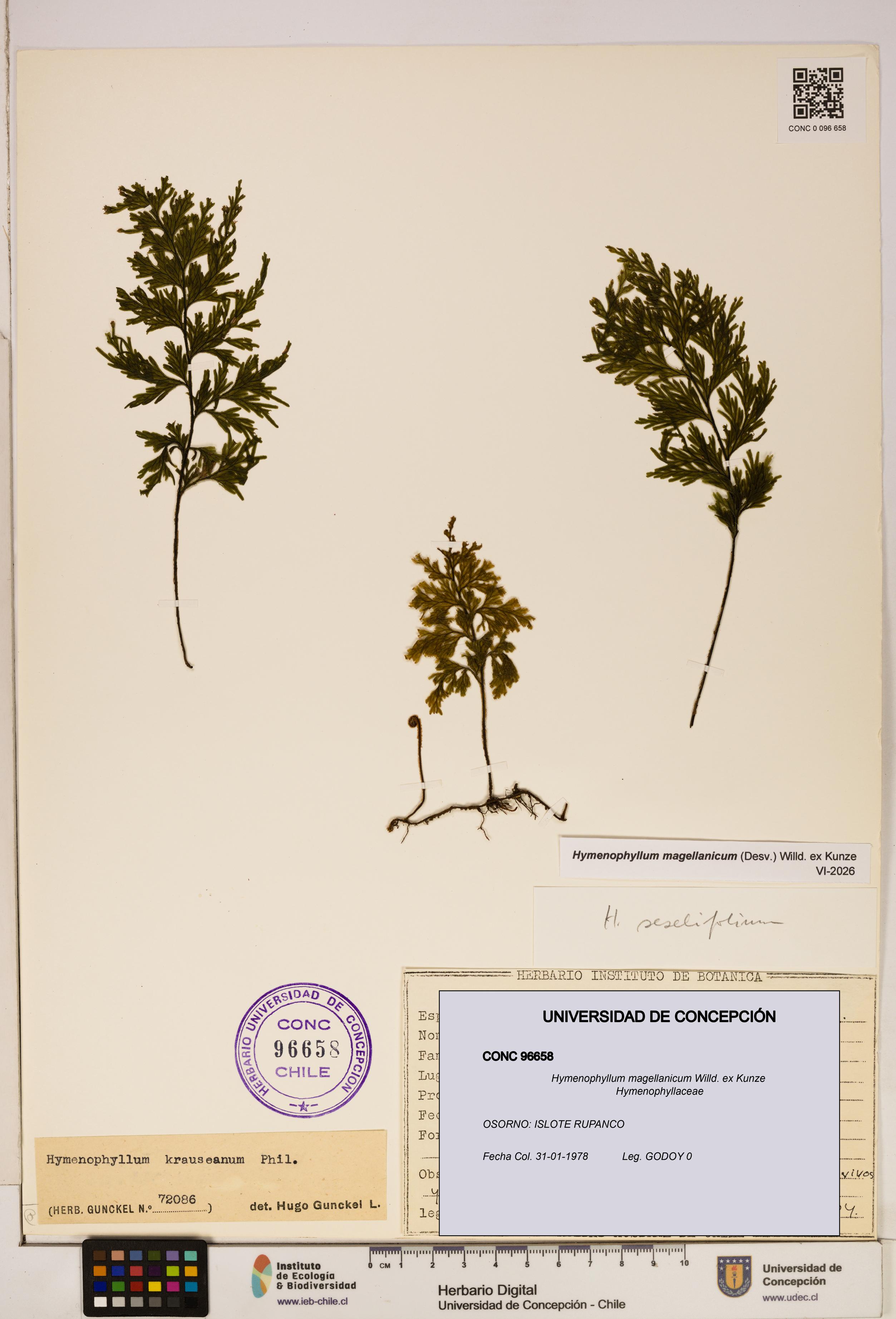 Hymenophyllum magellanicum [Espécimen: ]
