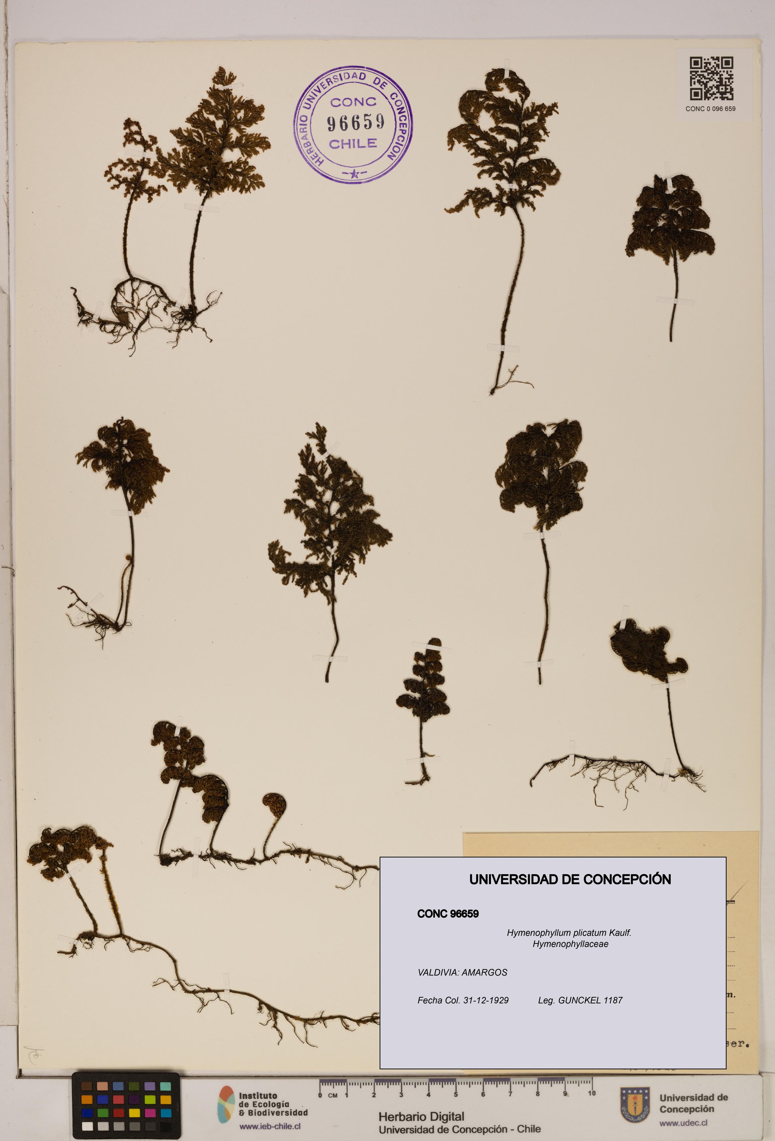 Hymenophyllum plicatum [Espécimen: ]