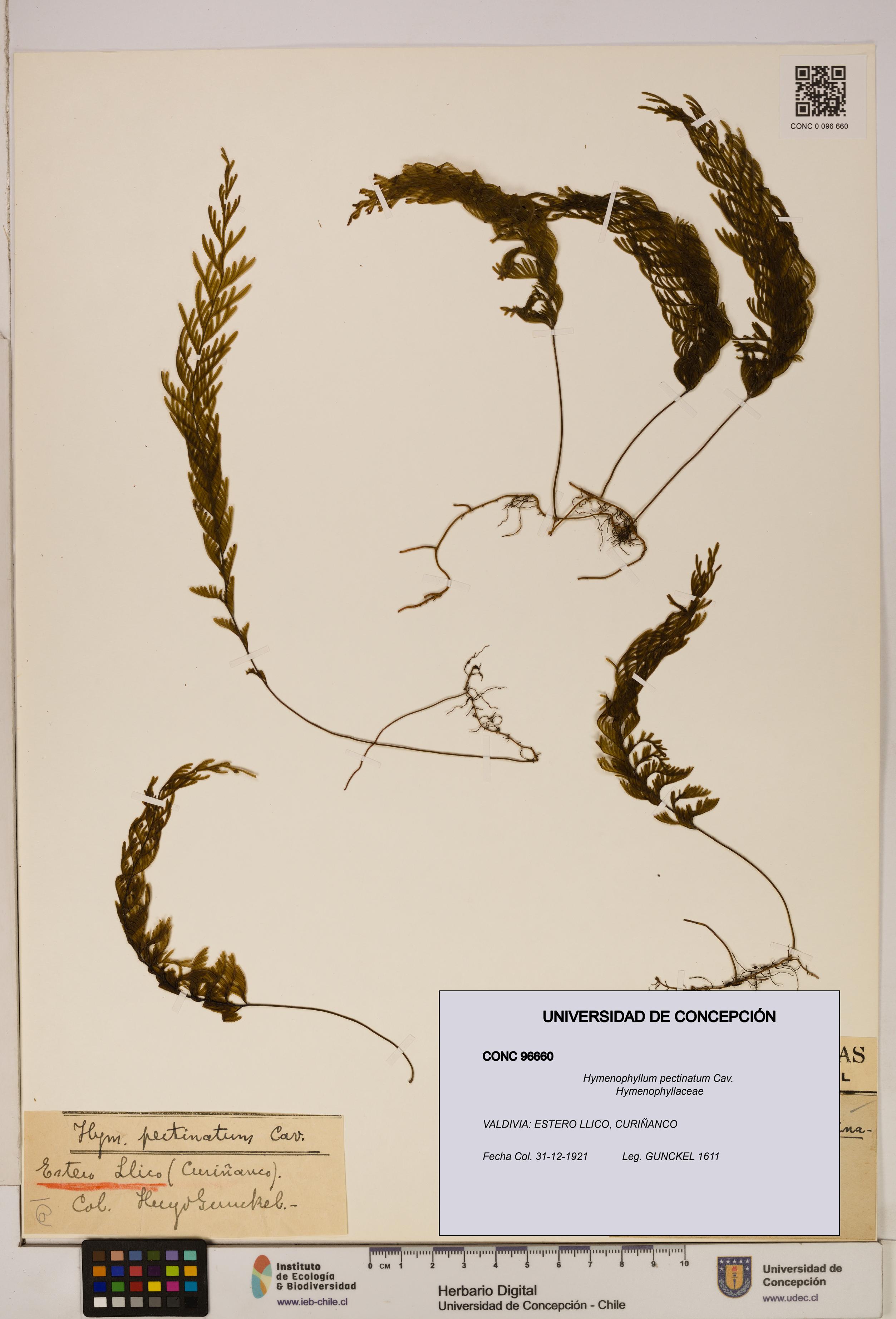 Hymenophyllum pectinatum [Espécimen: ]