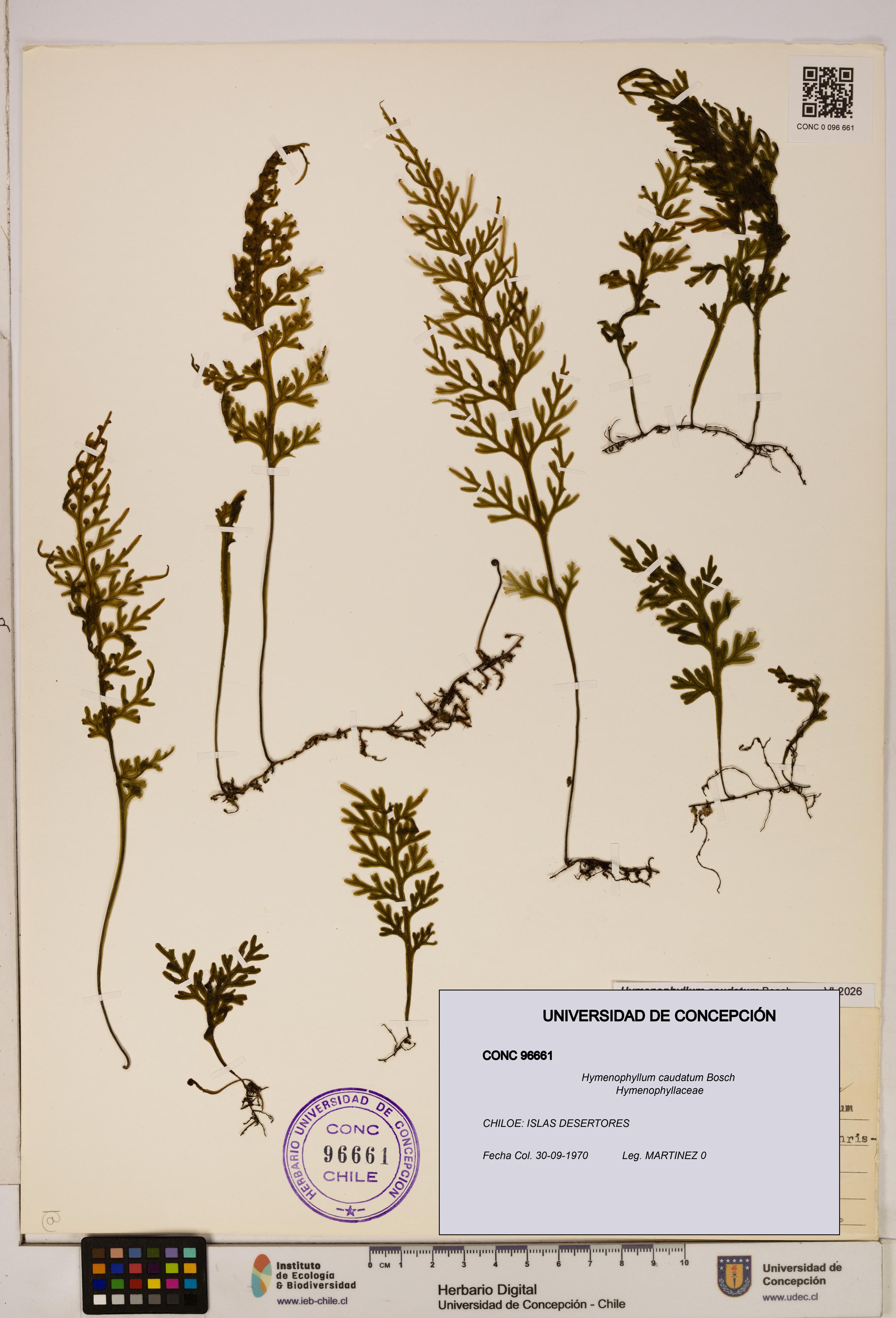 Hymenophyllum caudatum [Espécimen: UDEC:CONC:0096661]
