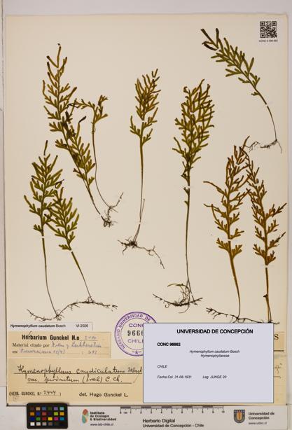 Hymenophyllum caudatum [Espécimen: UDEC:CONC:0096662]