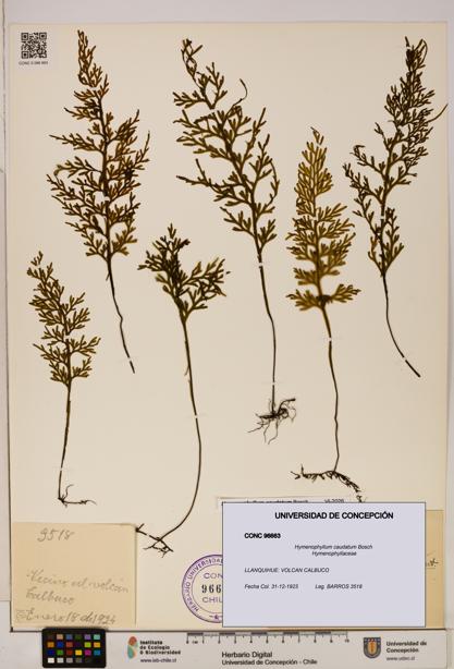 Hymenophyllum caudatum [Espécimen: UDEC:CONC:0096663]