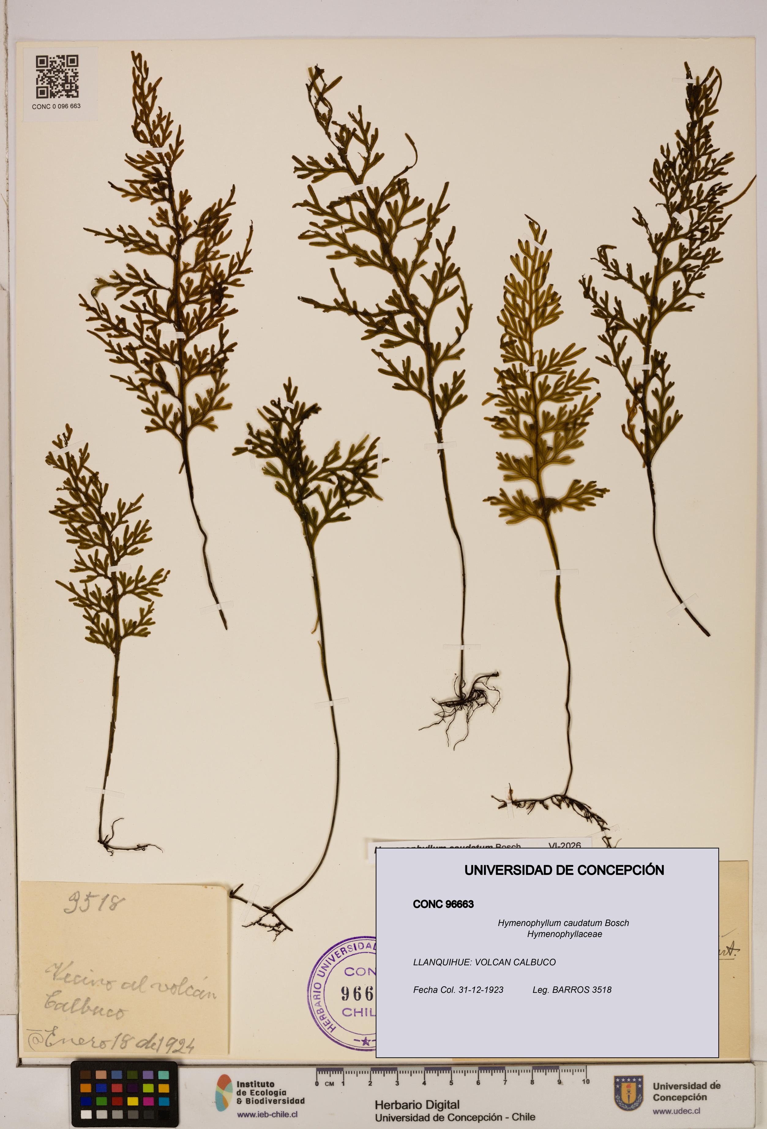 Hymenophyllum caudatum [Espécimen: UDEC:CONC:0096663]