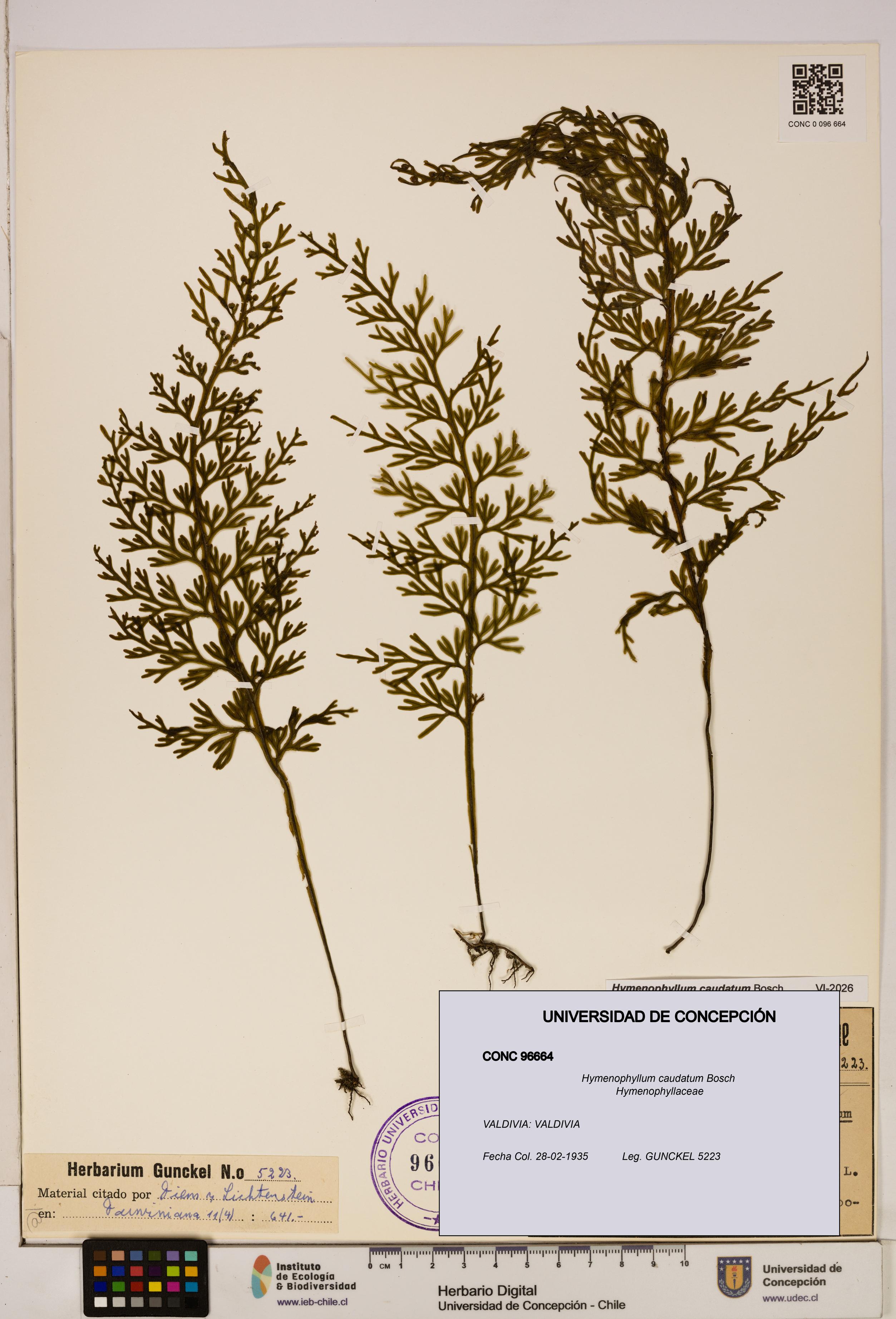 Hymenophyllum caudatum [Espécimen: UDEC:CONC:0096664]