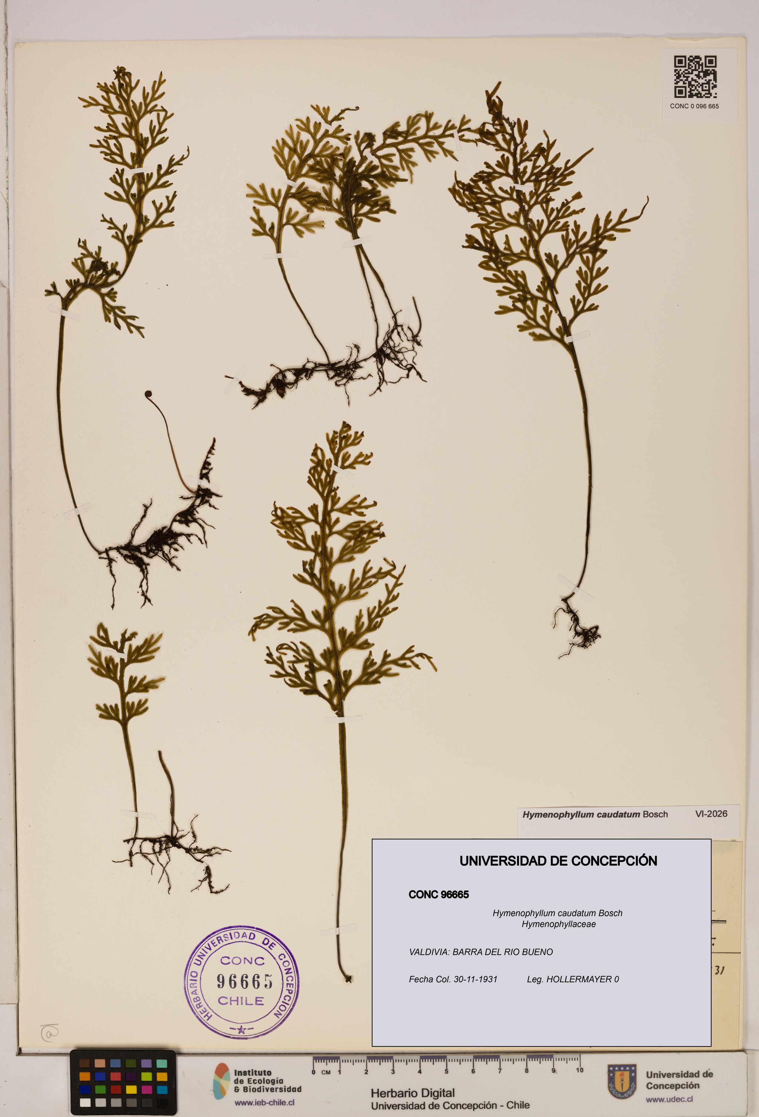 Hymenophyllum caudatum [Espécimen: UDEC:CONC:0096665]