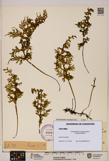 Hymenophyllum caudatum [Espécimen: UDEC:CONC:0096666]