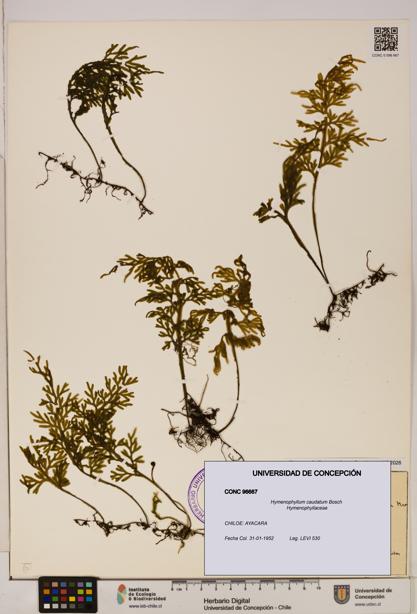 Hymenophyllum caudatum [Espécimen: UDEC:CONC:0096667]