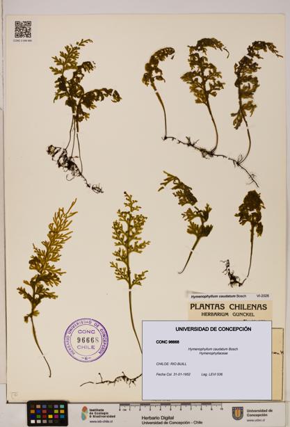 Hymenophyllum caudatum [Espécimen: UDEC:CONC:0096668]