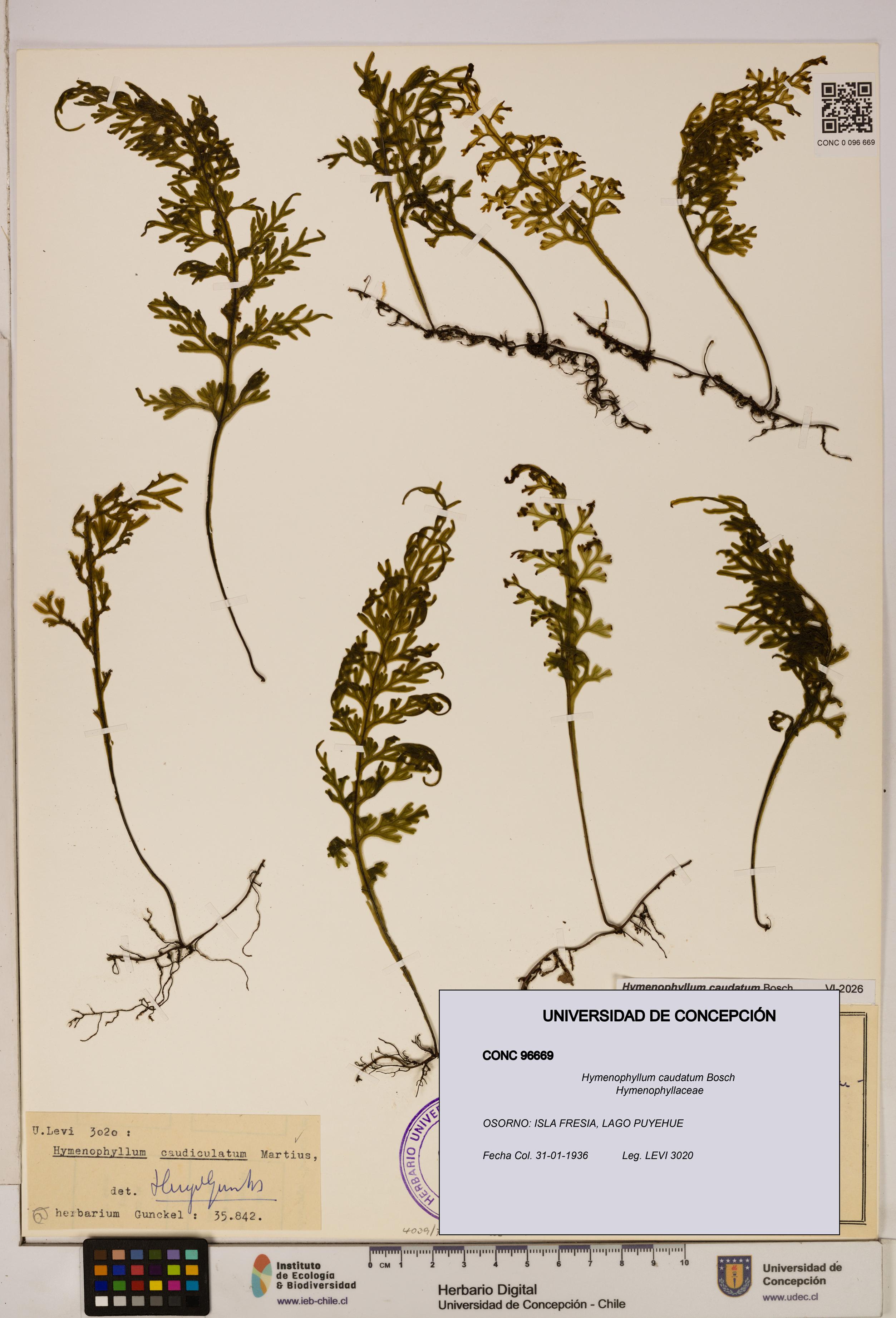 Hymenophyllum caudatum [Espécimen: UDEC:CONC:0096669]