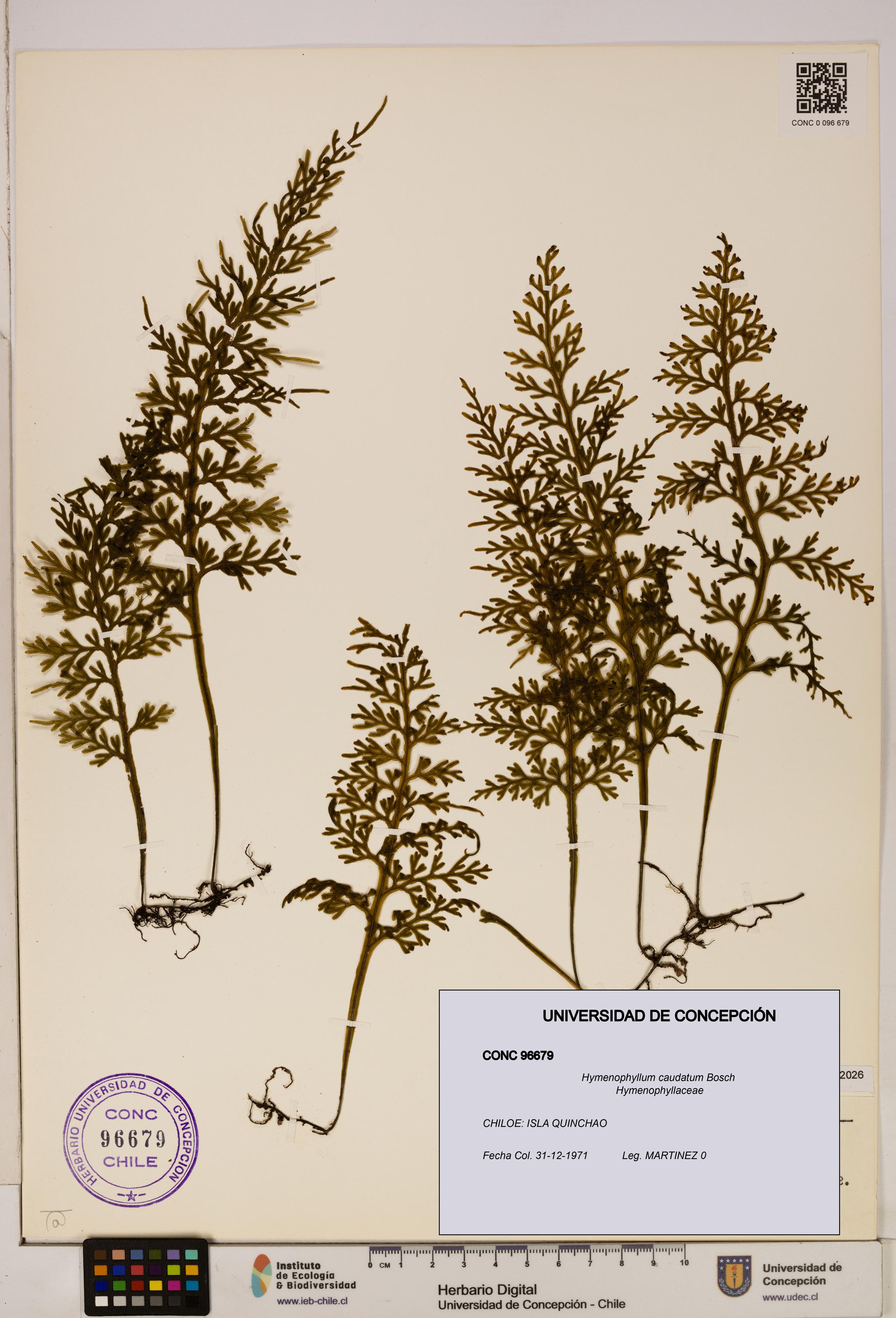 Hymenophyllum caudatum [Espécimen: UDEC:CONC:0096679]