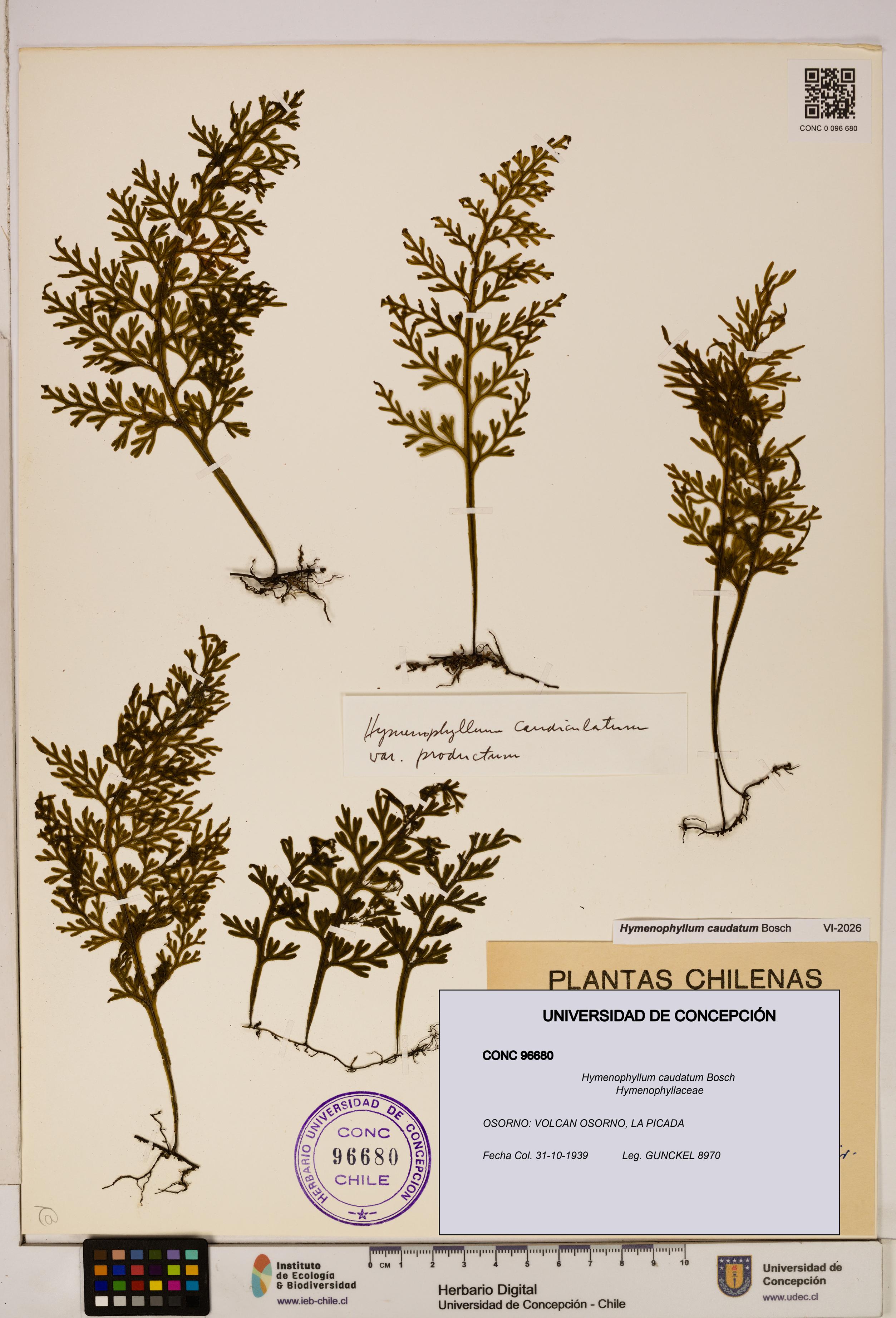 Hymenophyllum caudatum [Espécimen: UDEC:CONC:0096680]
