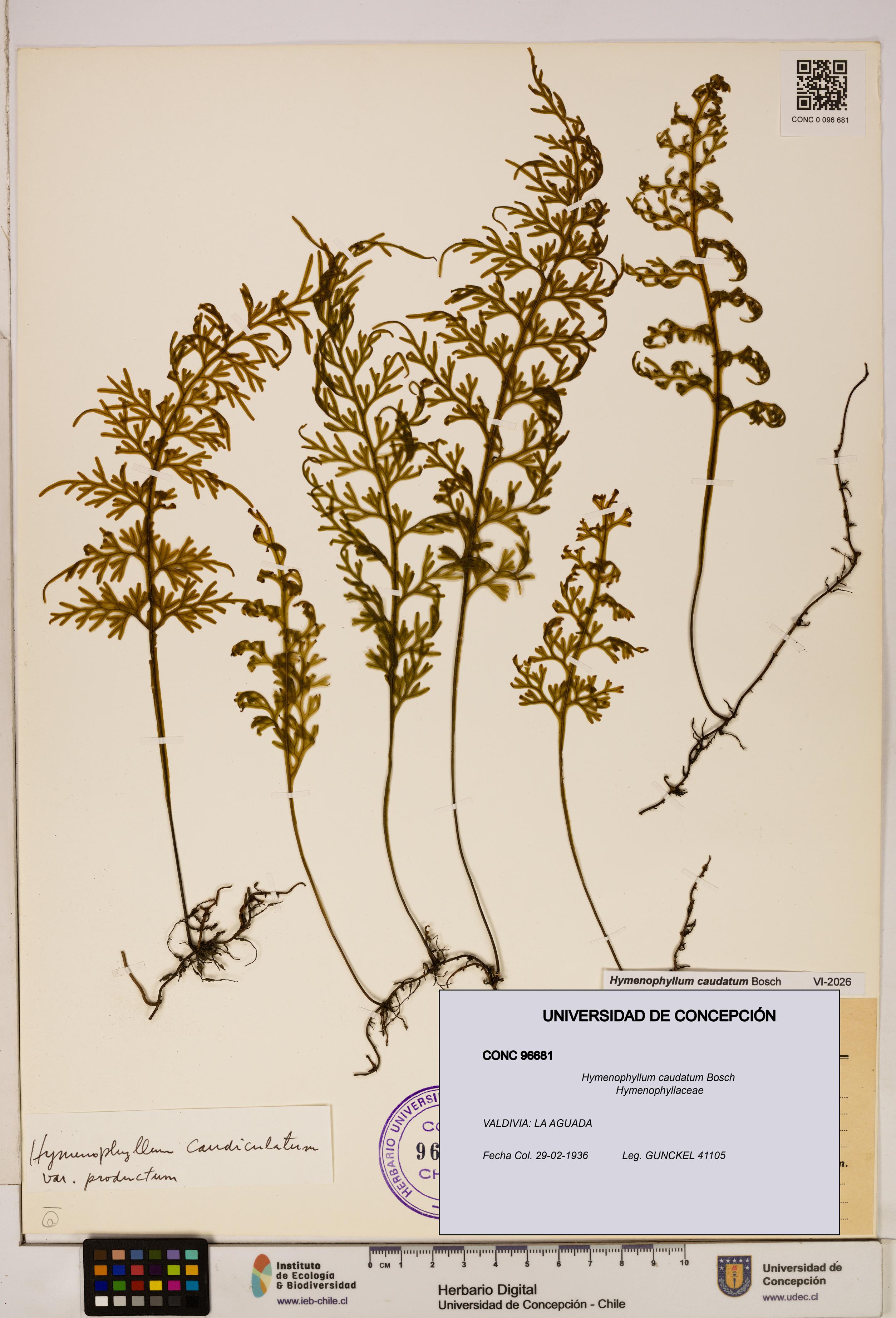 Hymenophyllum caudatum [Espécimen: UDEC:CONC:0096681]