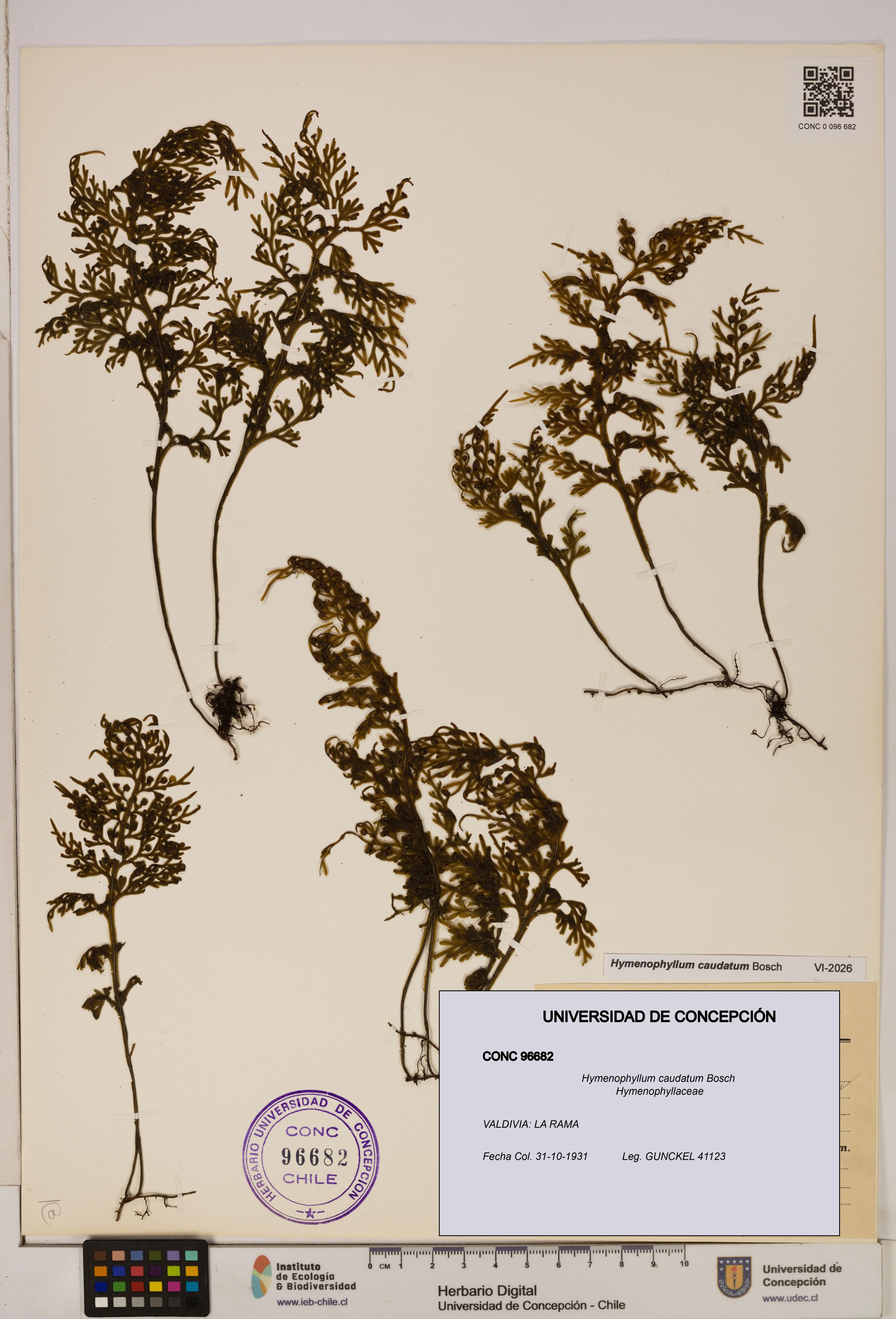 Hymenophyllum caudatum [Espécimen: UDEC:CONC:0096682]