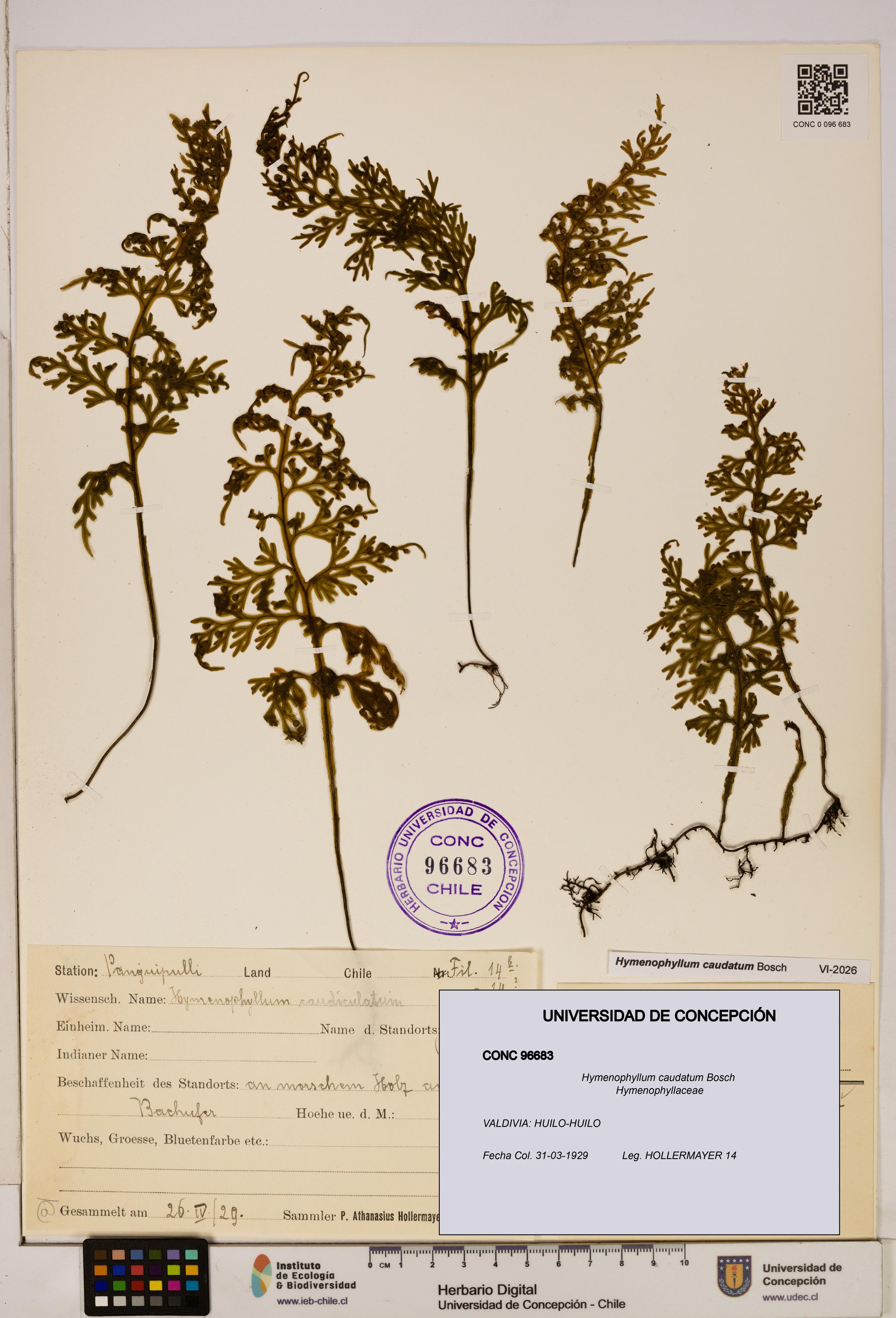 Hymenophyllum caudatum [Espécimen: UDEC:CONC:0096683]