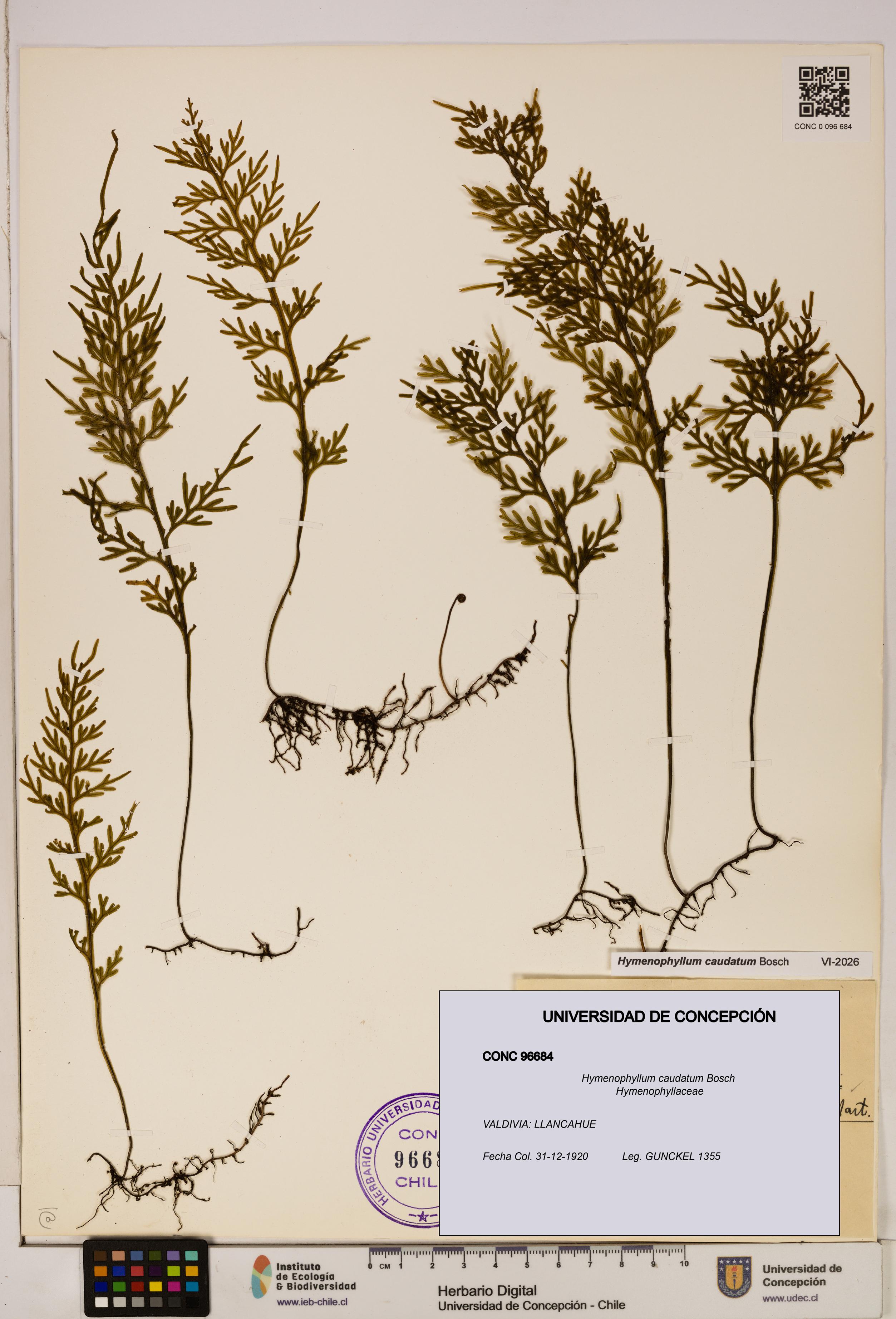 Hymenophyllum caudatum [Espécimen: UDEC:CONC:0096684]
