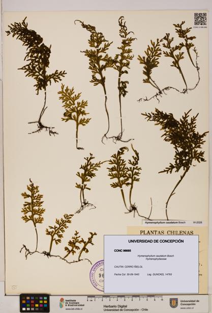 Hymenophyllum caudatum [Espécimen: UDEC:CONC:0096685]