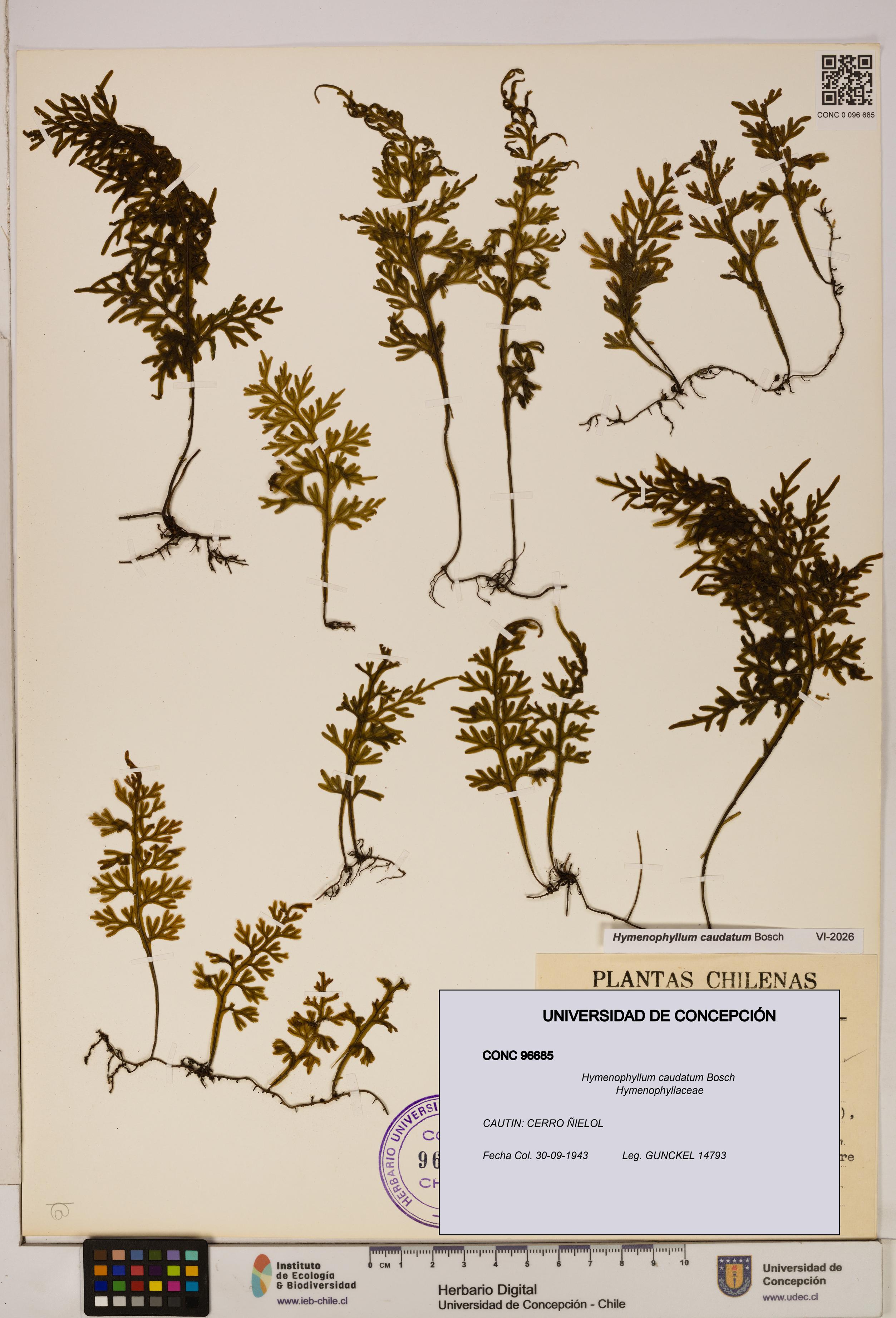 Hymenophyllum caudatum [Espécimen: UDEC:CONC:0096685]