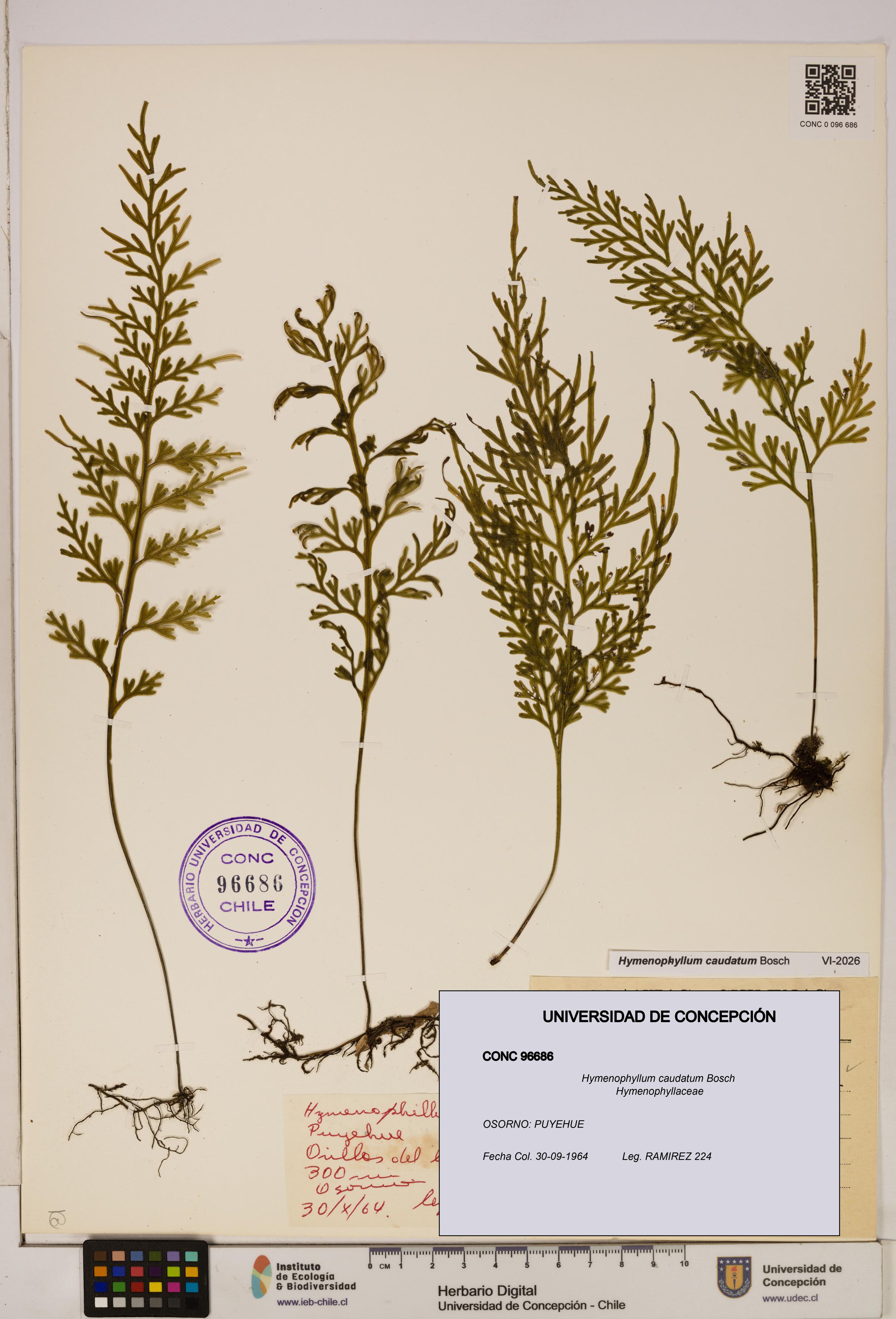 Hymenophyllum caudatum [Espécimen: UDEC:CONC:0096686]