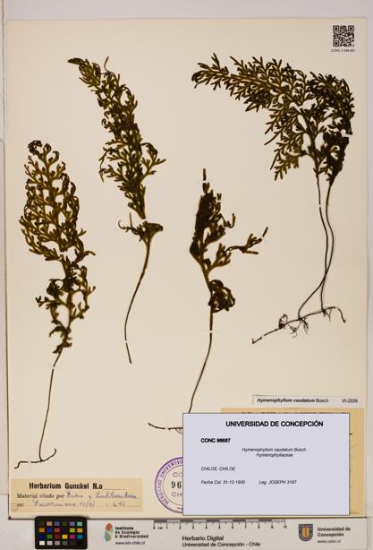 Hymenophyllum caudatum [Espécimen: UDEC:CONC:0096687]