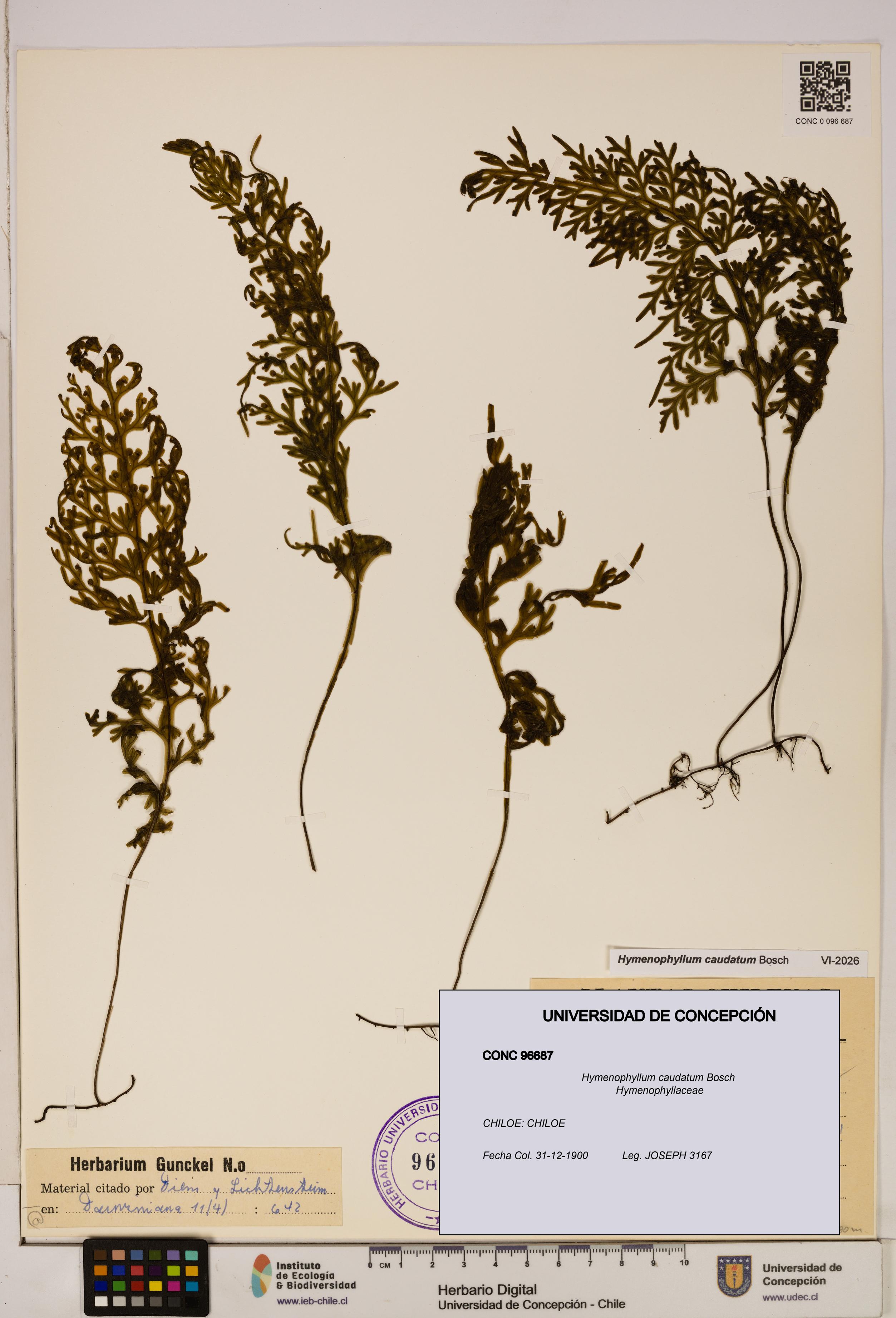 Hymenophyllum caudatum [Espécimen: UDEC:CONC:0096687]