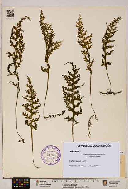 Hymenophyllum caudatum [Espécimen: UDEC:CONC:0096688]