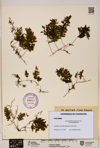 Hymenophyllum pectinatum [Espécimen: ]