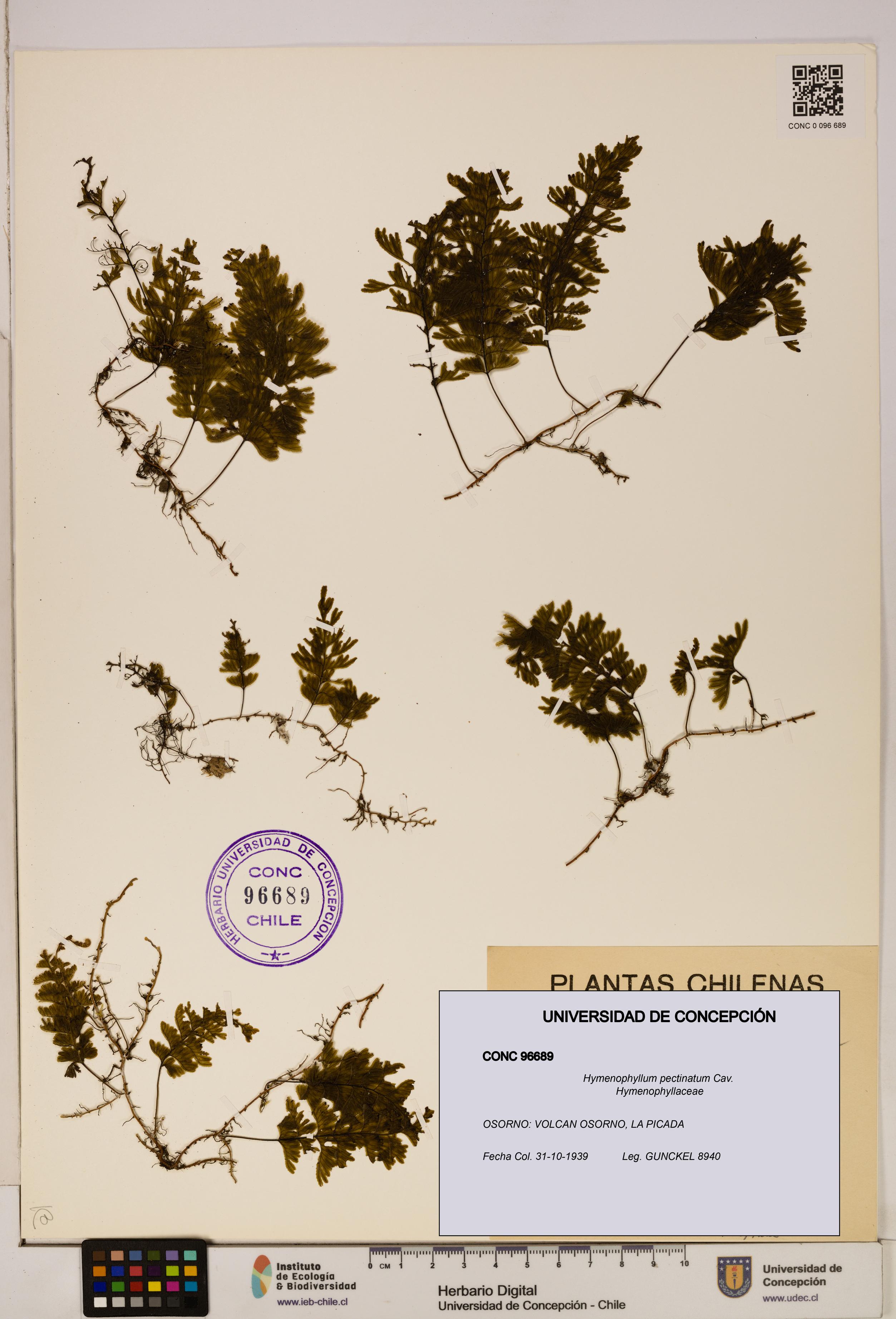 Hymenophyllum pectinatum [Espécimen: ]