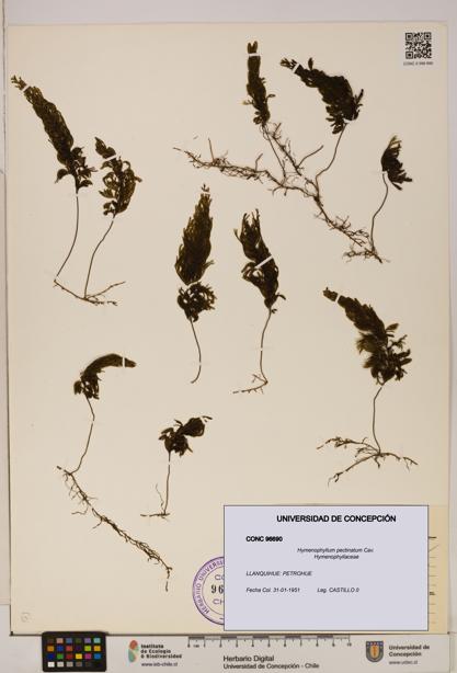 Hymenophyllum pectinatum [Espécimen: ]