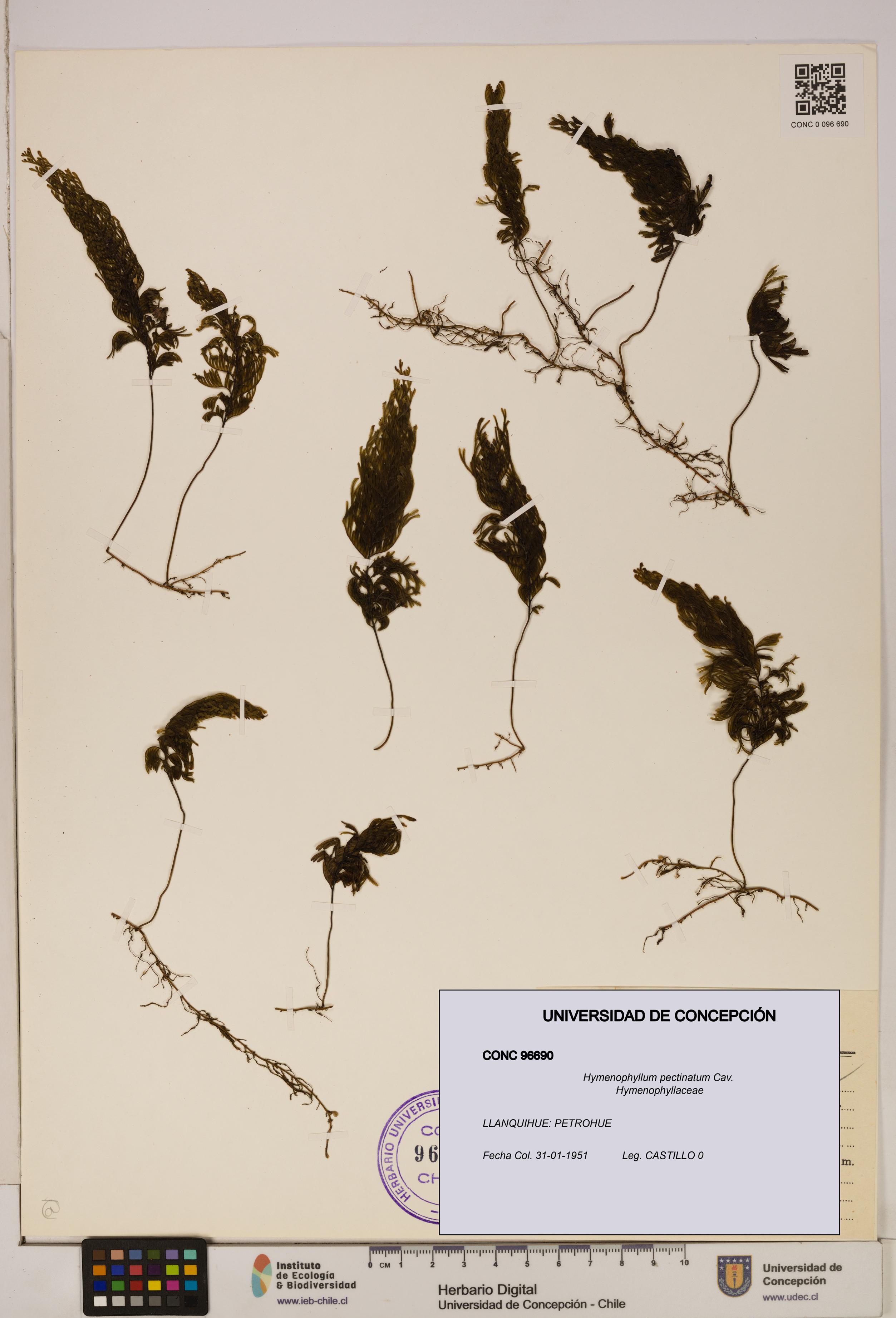 Hymenophyllum pectinatum [Espécimen: ]