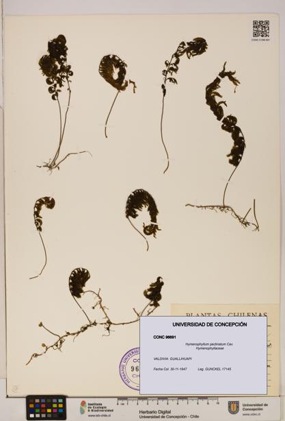 Hymenophyllum pectinatum [Espécimen: ]