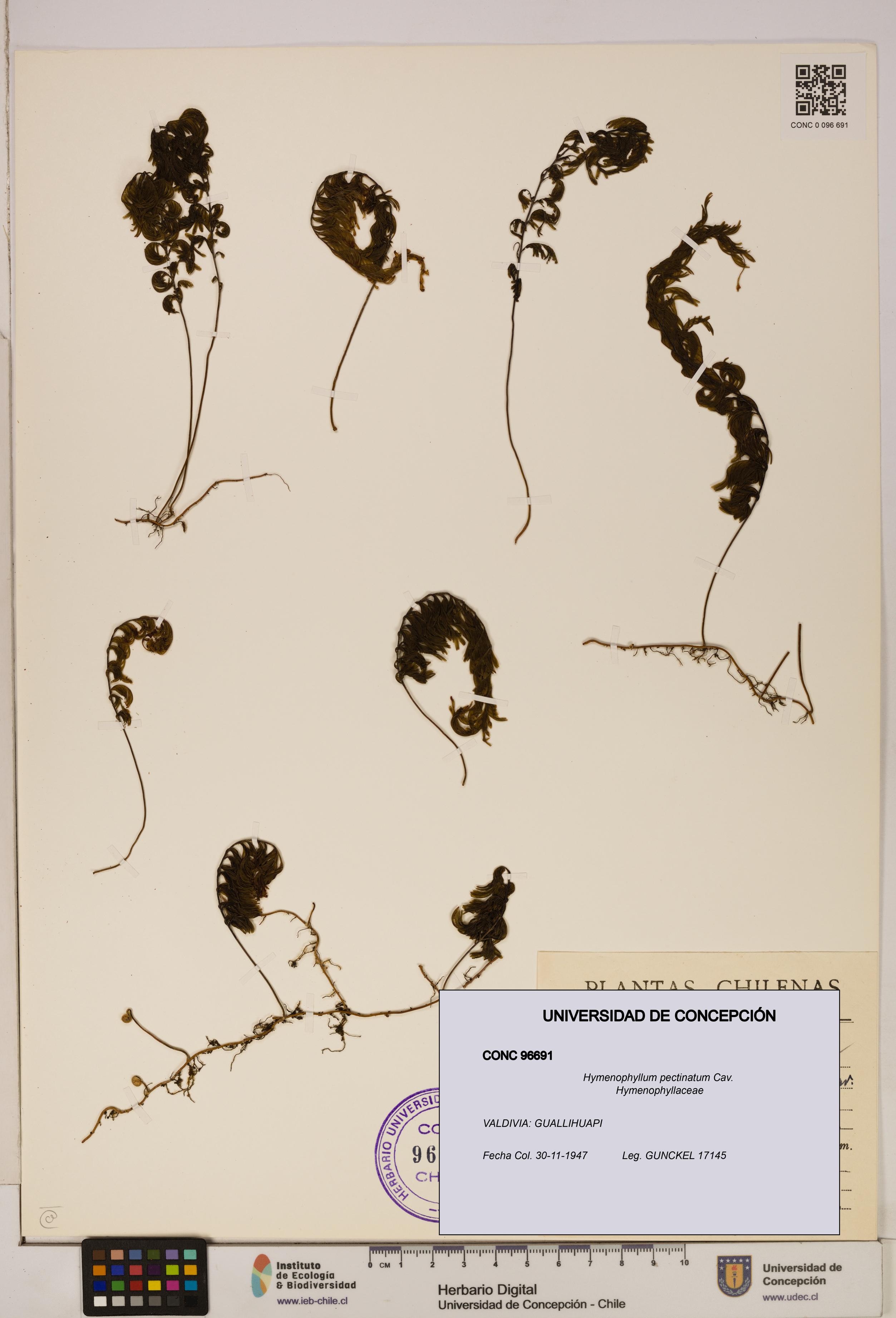 Hymenophyllum pectinatum [Espécimen: ]