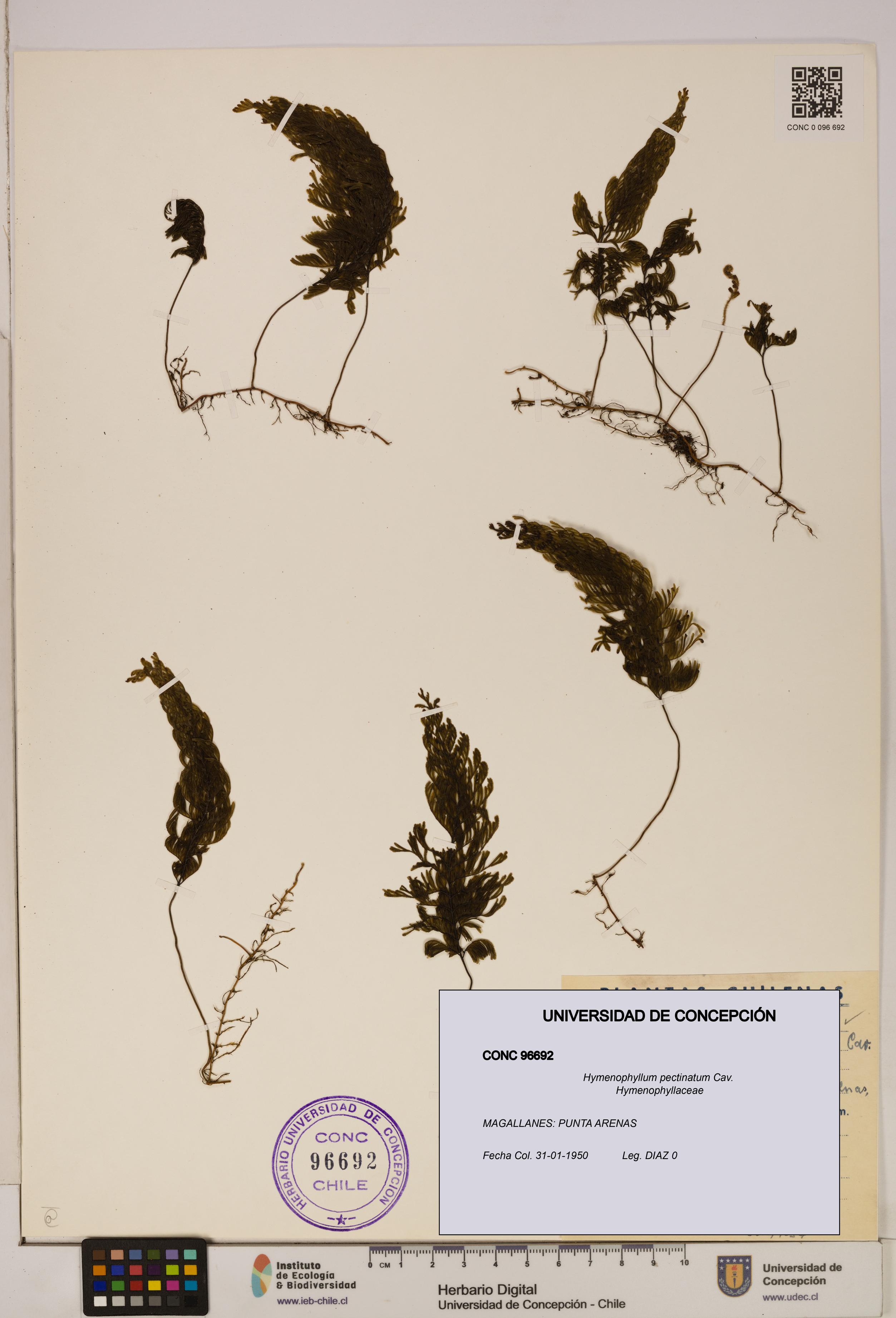 Hymenophyllum pectinatum [Espécimen: ]