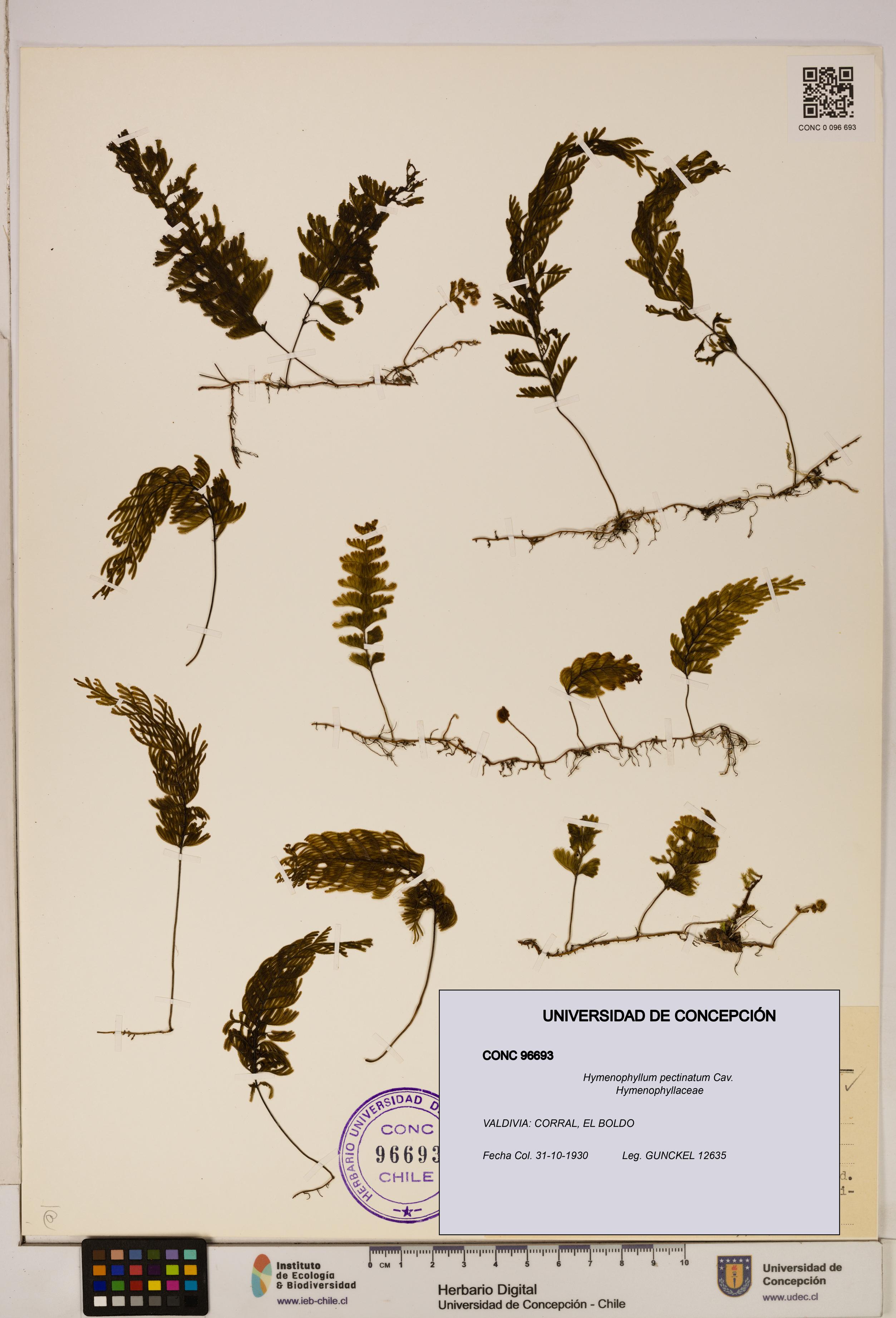 Hymenophyllum pectinatum [Espécimen: ]