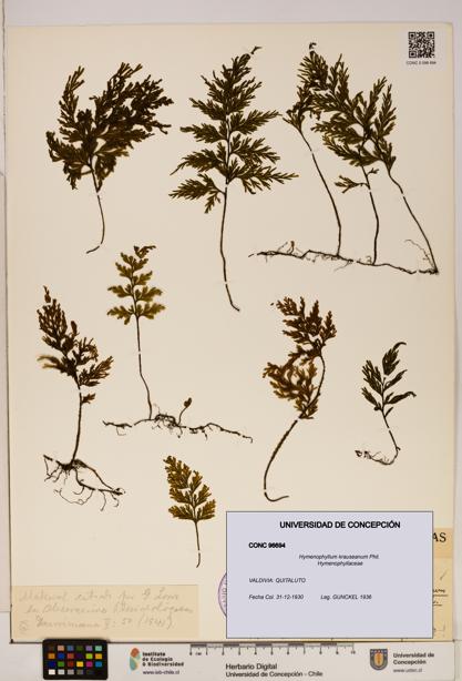 Hymenophyllum krauseanum [Espécimen: ]