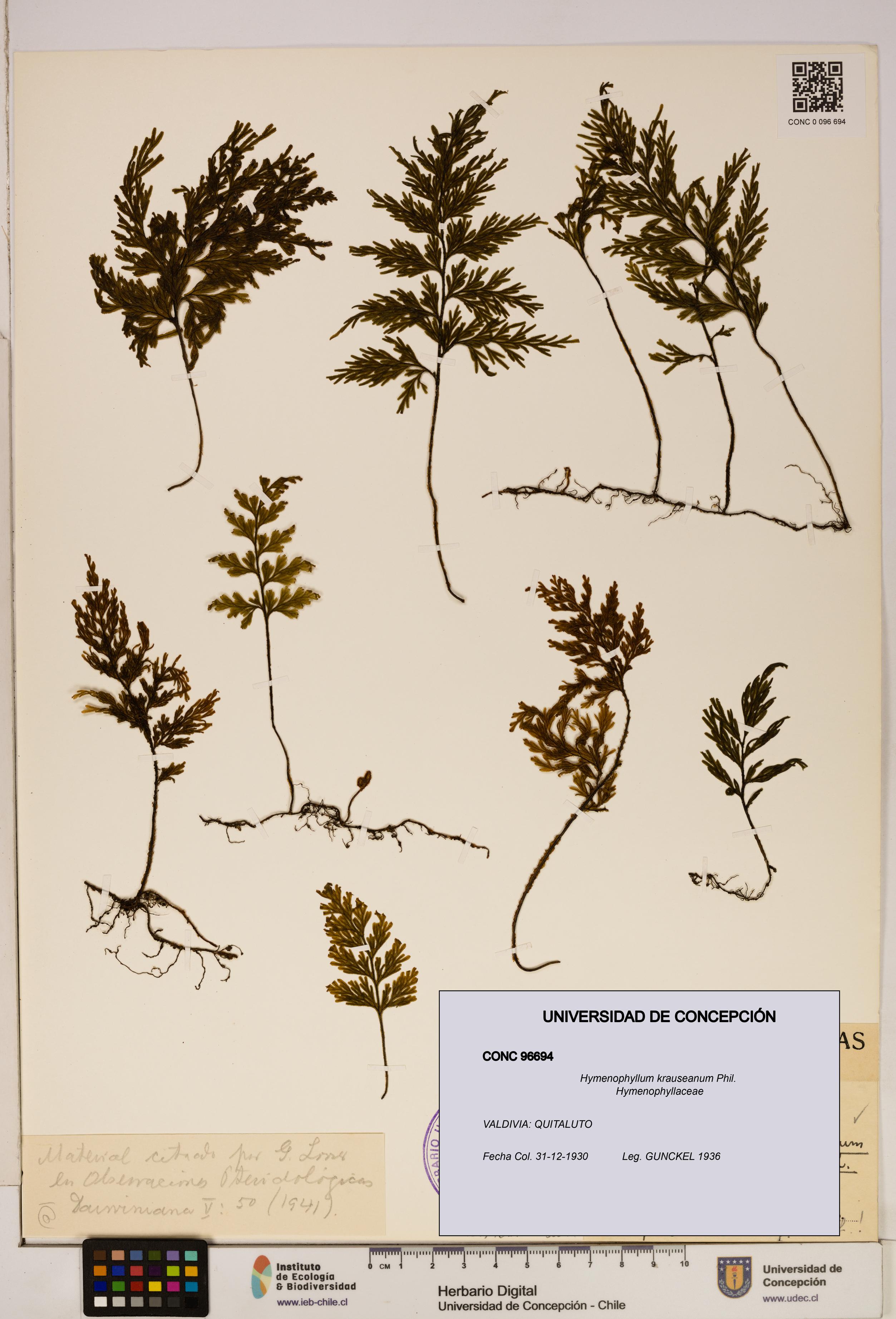 Hymenophyllum krauseanum [Espécimen: ]