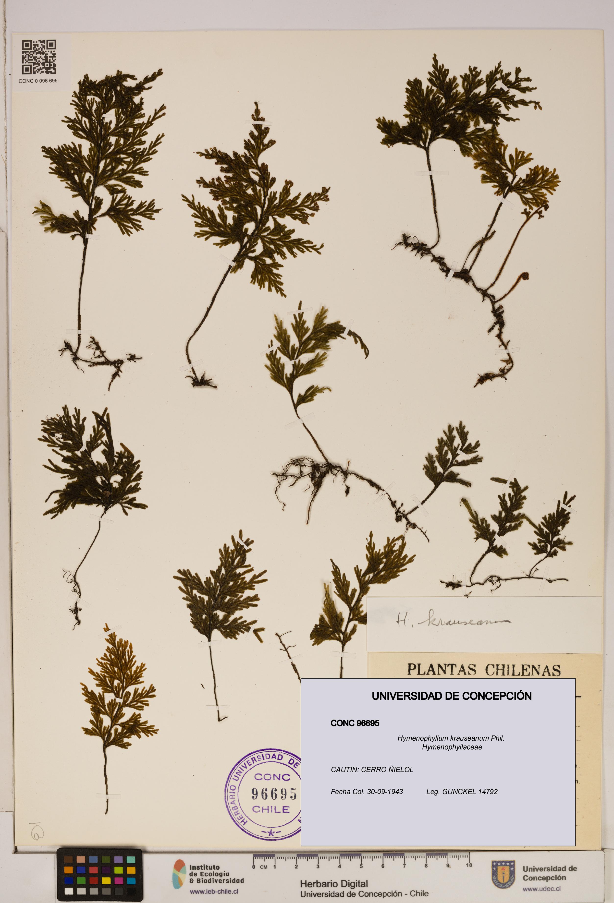 Hymenophyllum krauseanum [Espécimen: ]