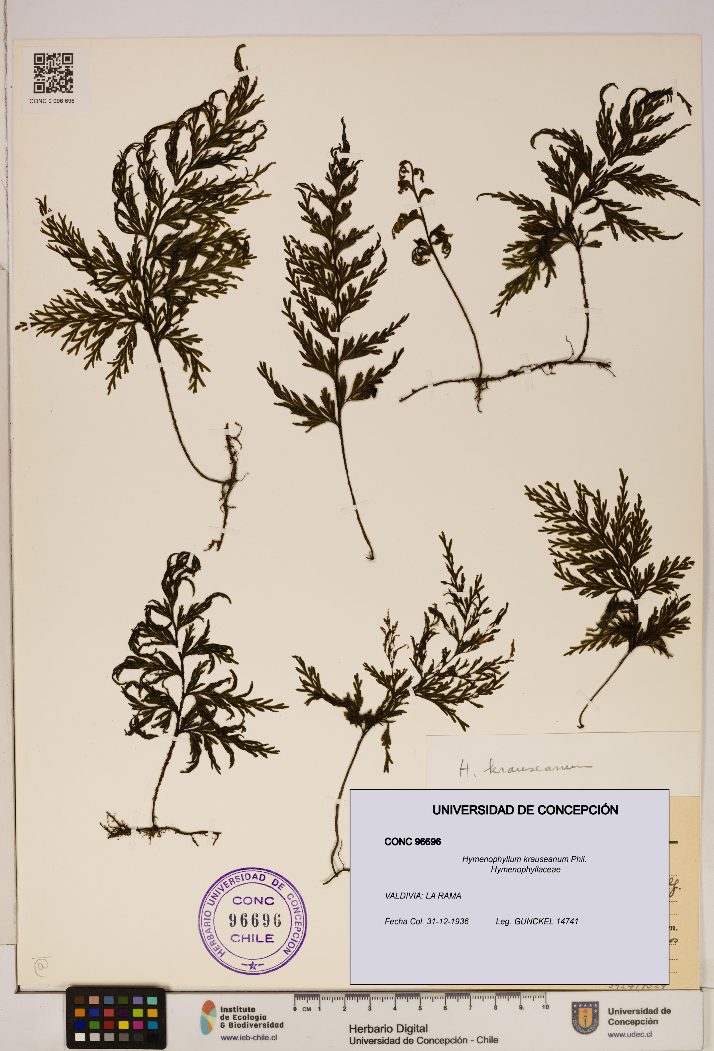 Hymenophyllum krauseanum [Espécimen: ]