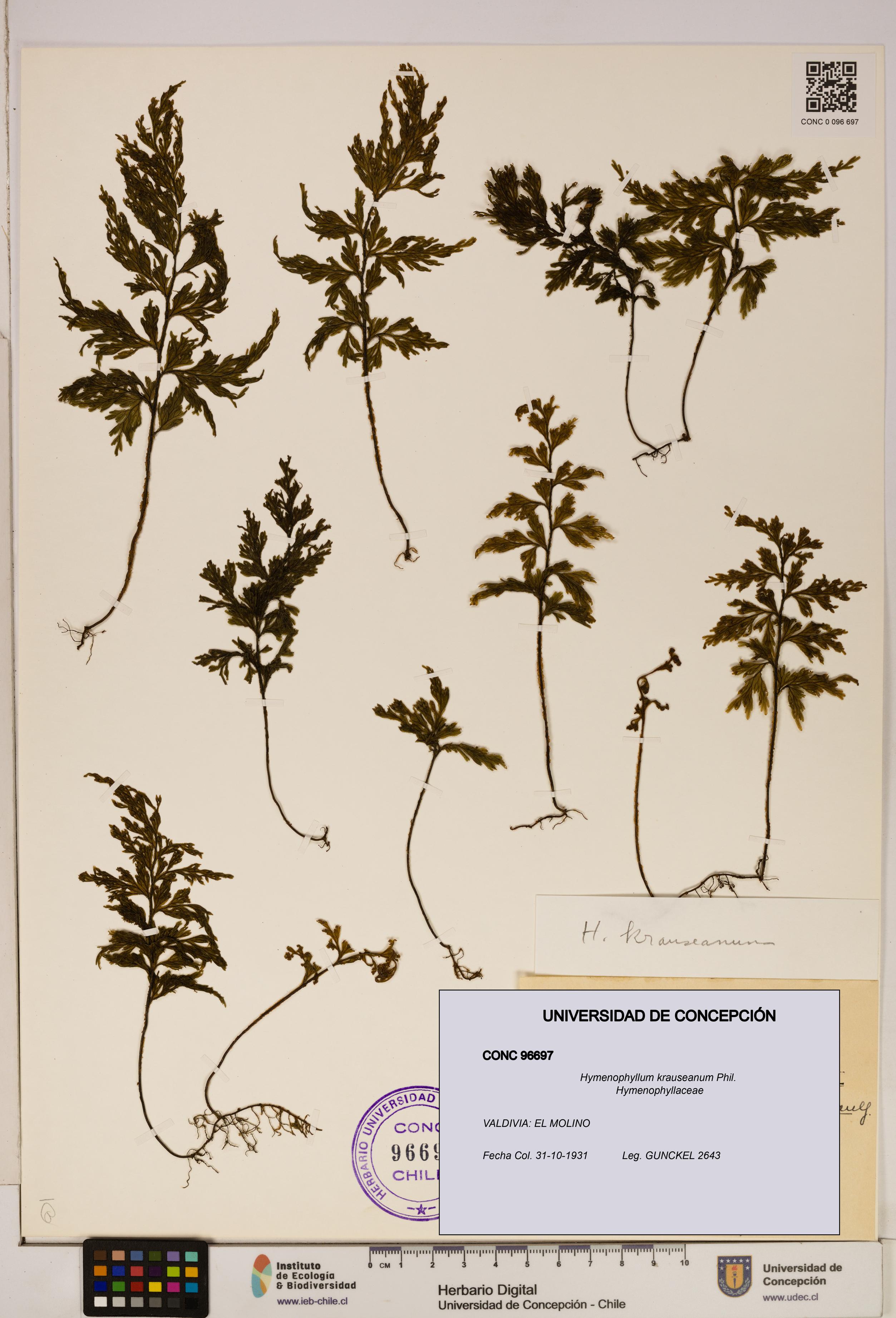 Hymenophyllum krauseanum [Espécimen: ]