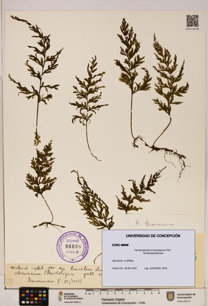 Hymenophyllum krauseanum [Espécimen: ]