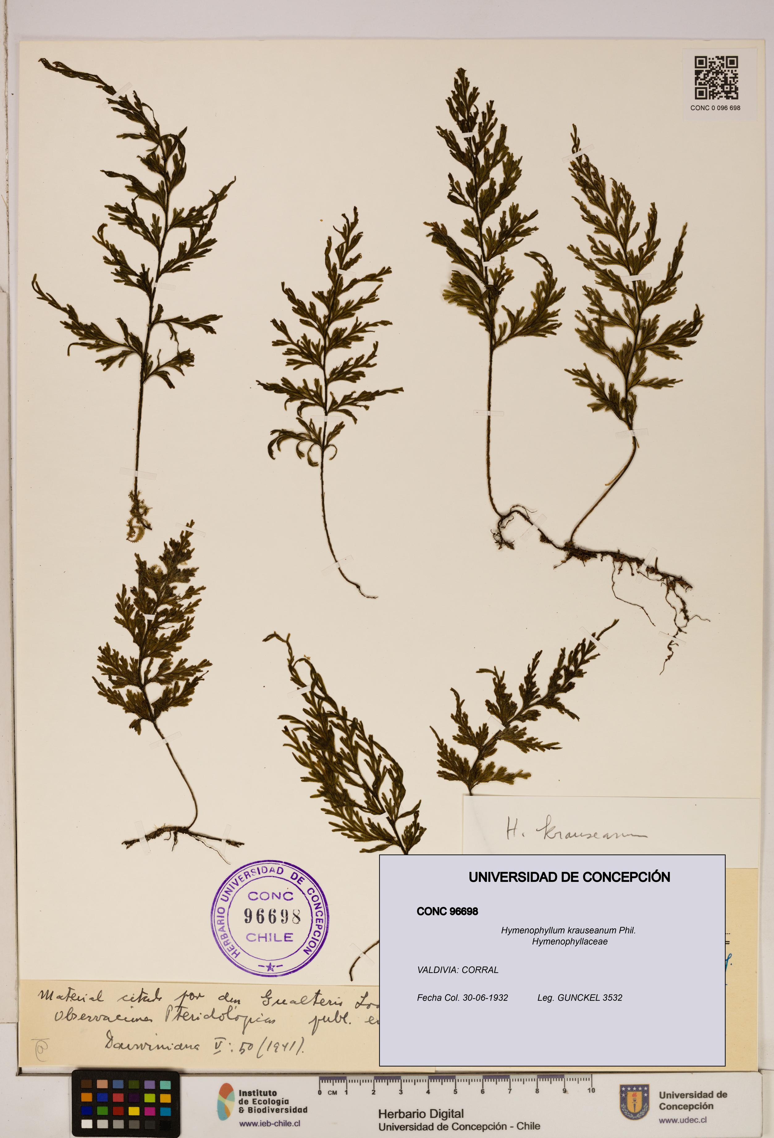 Hymenophyllum krauseanum [Espécimen: ]