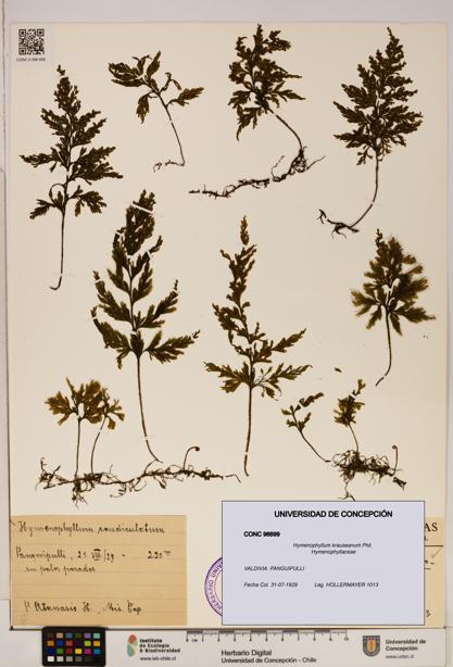 Hymenophyllum krauseanum [Espécimen: ]