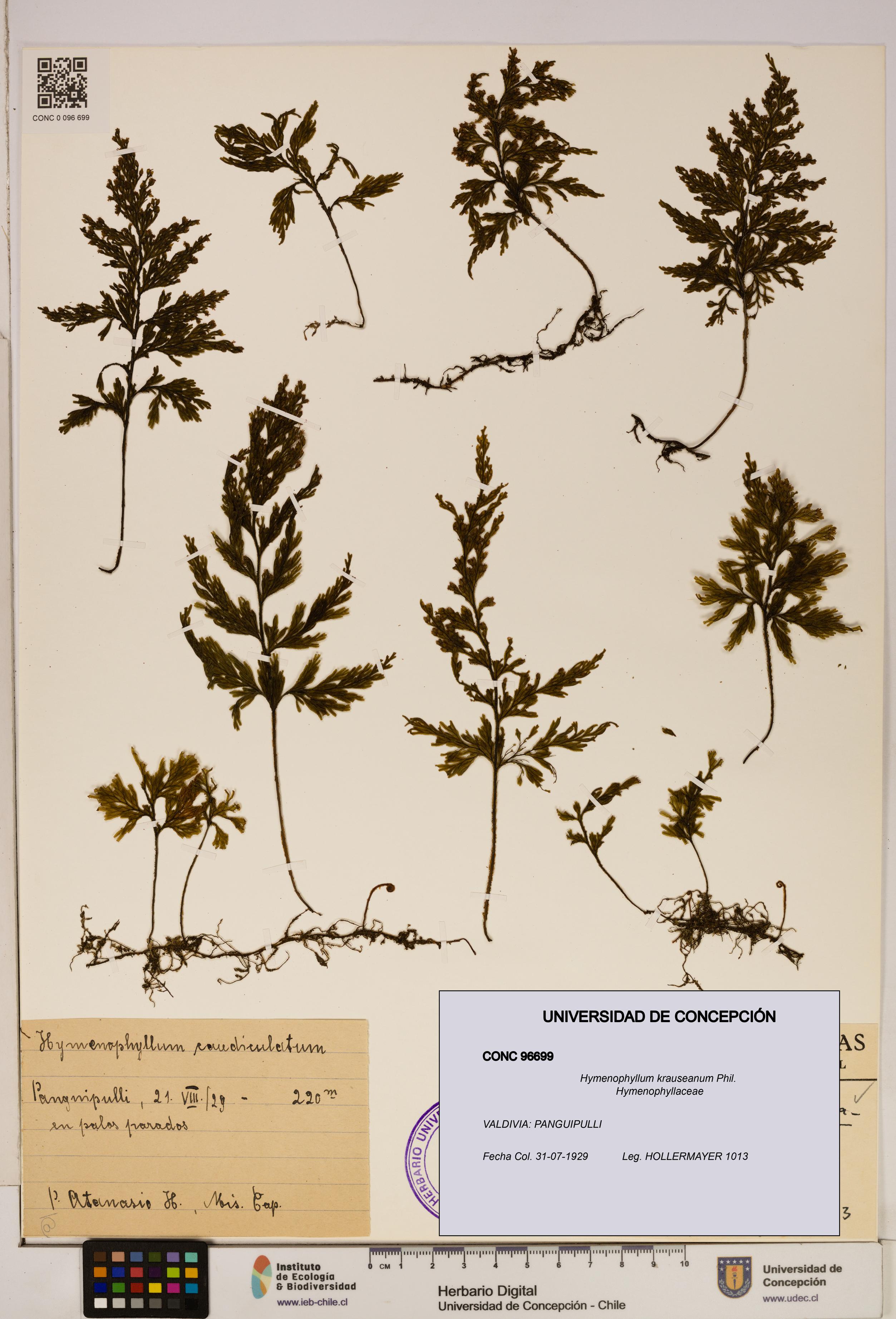 Hymenophyllum krauseanum [Espécimen: ]