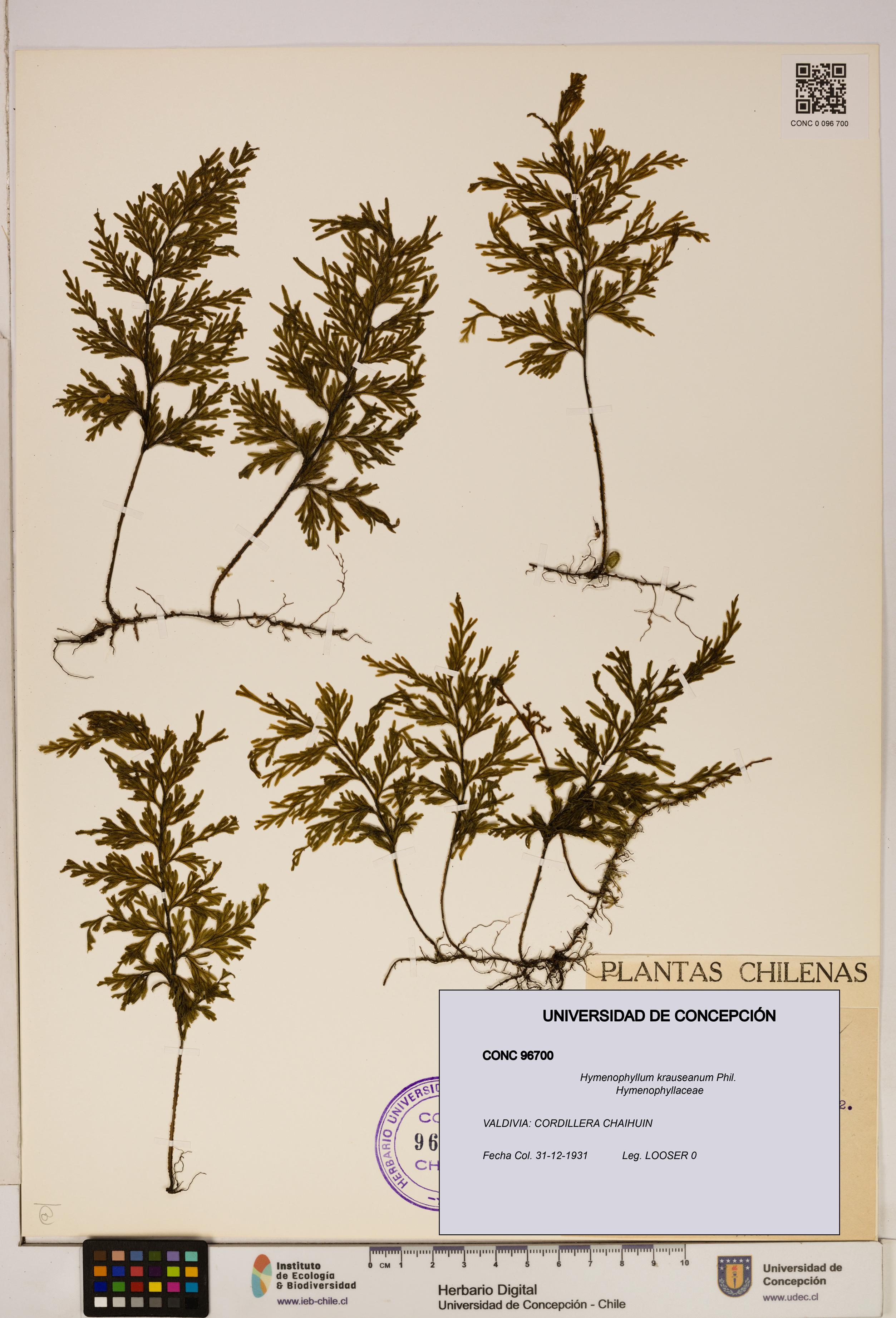 Hymenophyllum krauseanum [Espécimen: ]