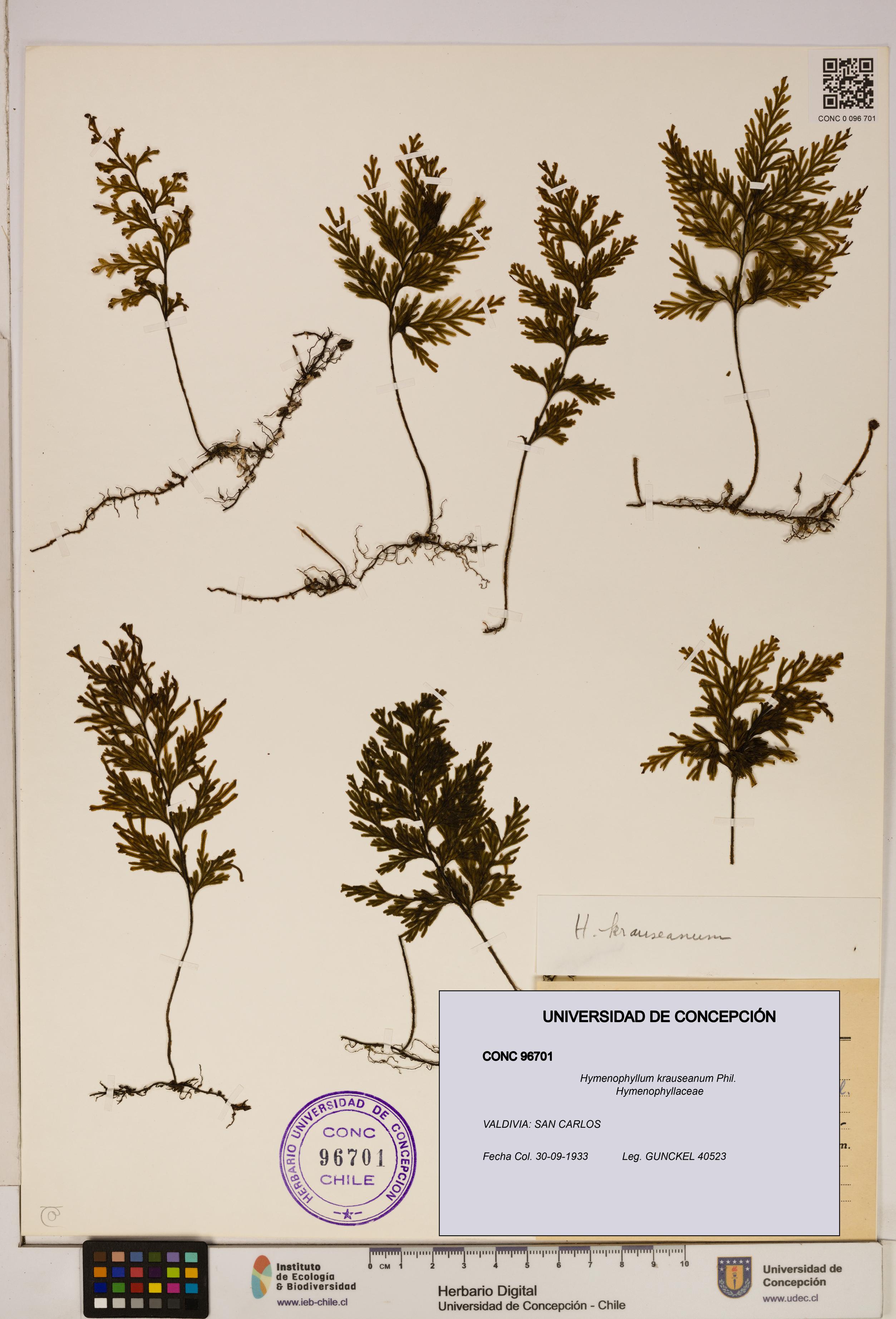 Hymenophyllum krauseanum [Espécimen: ]