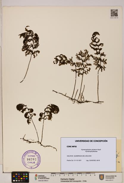 Hymenophyllum plicatum [Espécimen: ]