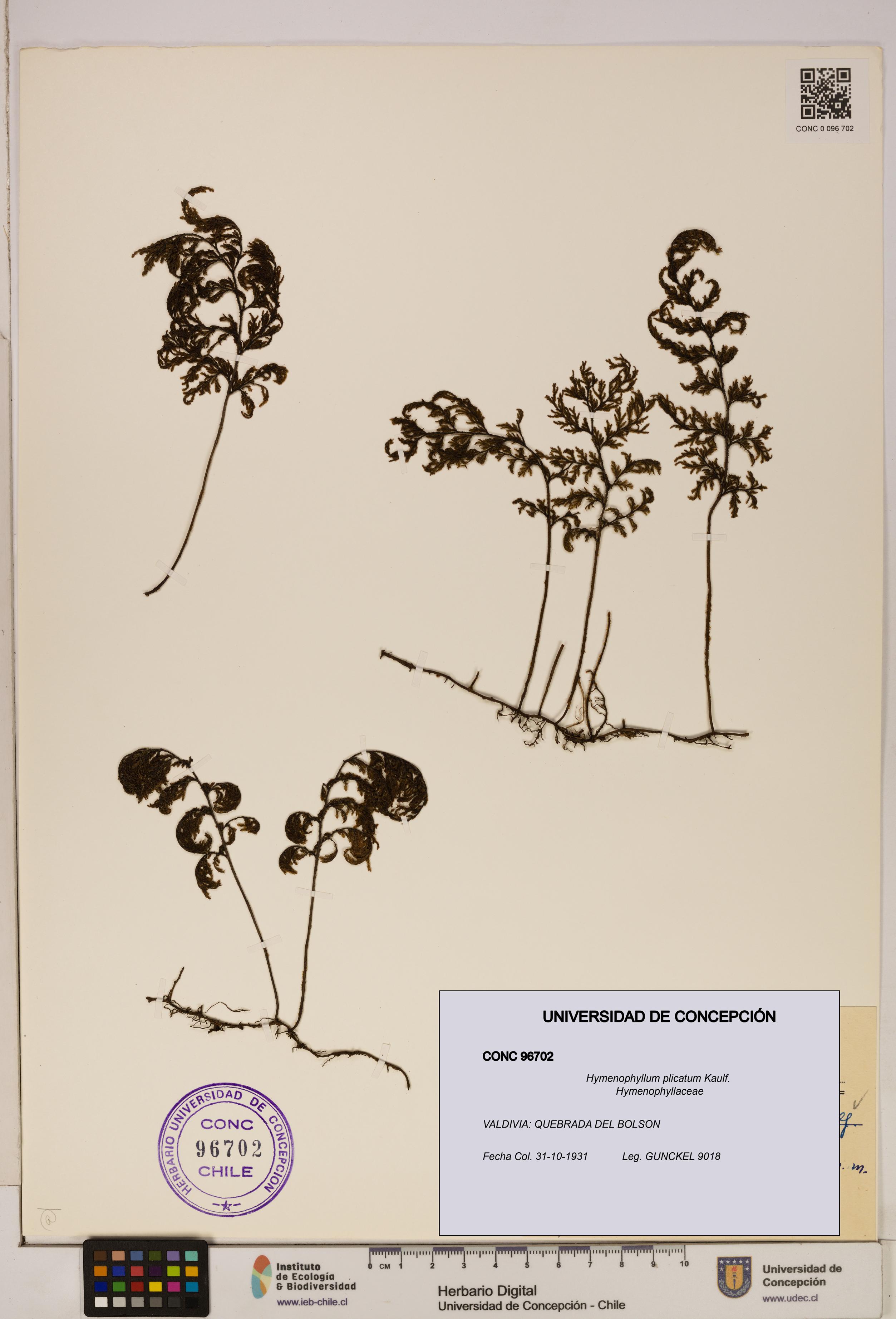 Hymenophyllum plicatum [Espécimen: ]