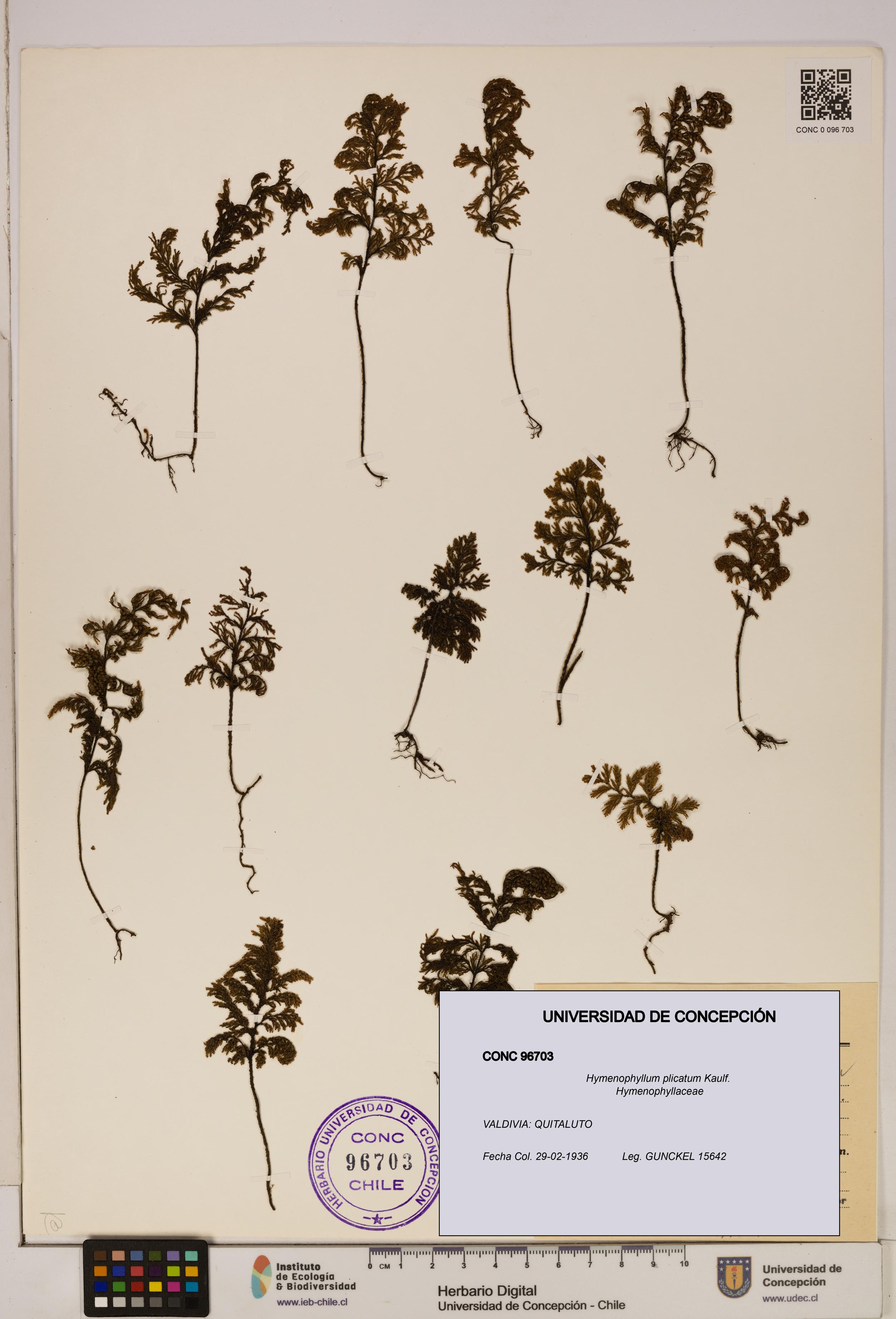 Hymenophyllum plicatum [Espécimen: ]