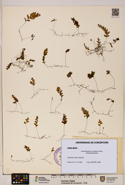 Hymenophyllum cuneatum [Espécimen: UDEC:CONC:0096704]