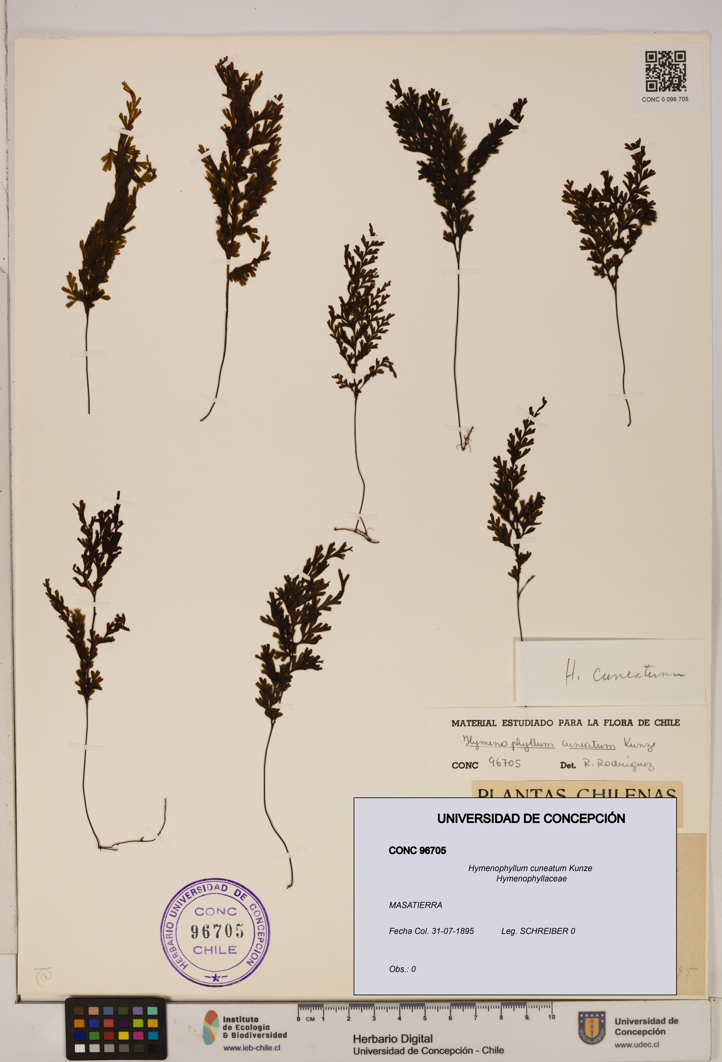 Hymenophyllum cuneatum [Espécimen: UDEC:CONC:0096705]